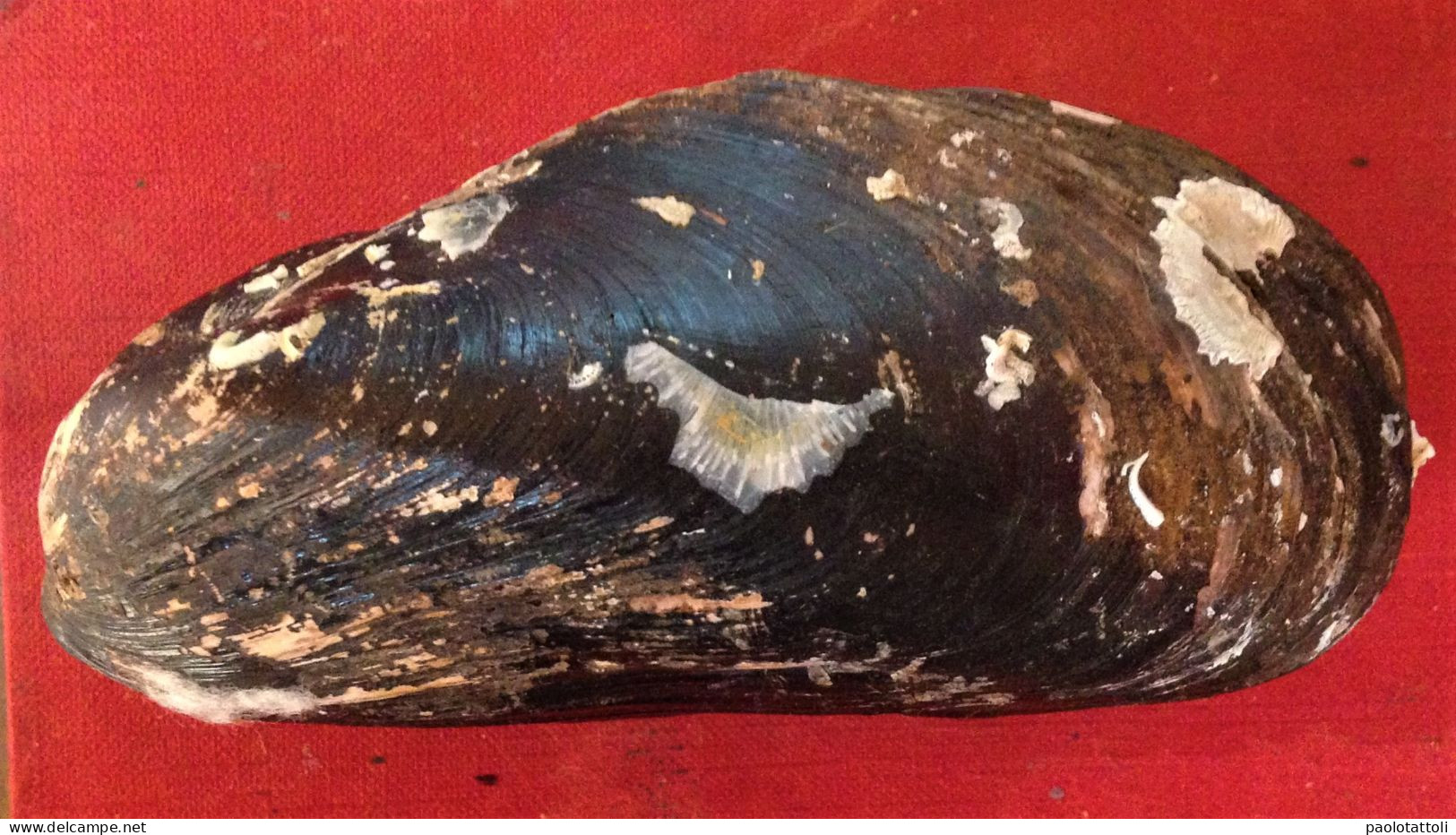 Modiolus Modiolus ( Linnè, 1758)- North Sea. 121x 56mm. Trawled By Fishing Boat On Mud Between 199-150mtrs Depth. - Seashells & Snail-shells