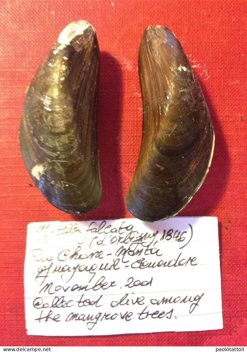 Mytella Falcata ( D'Orbigny, 1846)- Rio Chone, Manta ( Ecuador). 67,6x 24mm. The Biggest - Seashells & Snail-shells