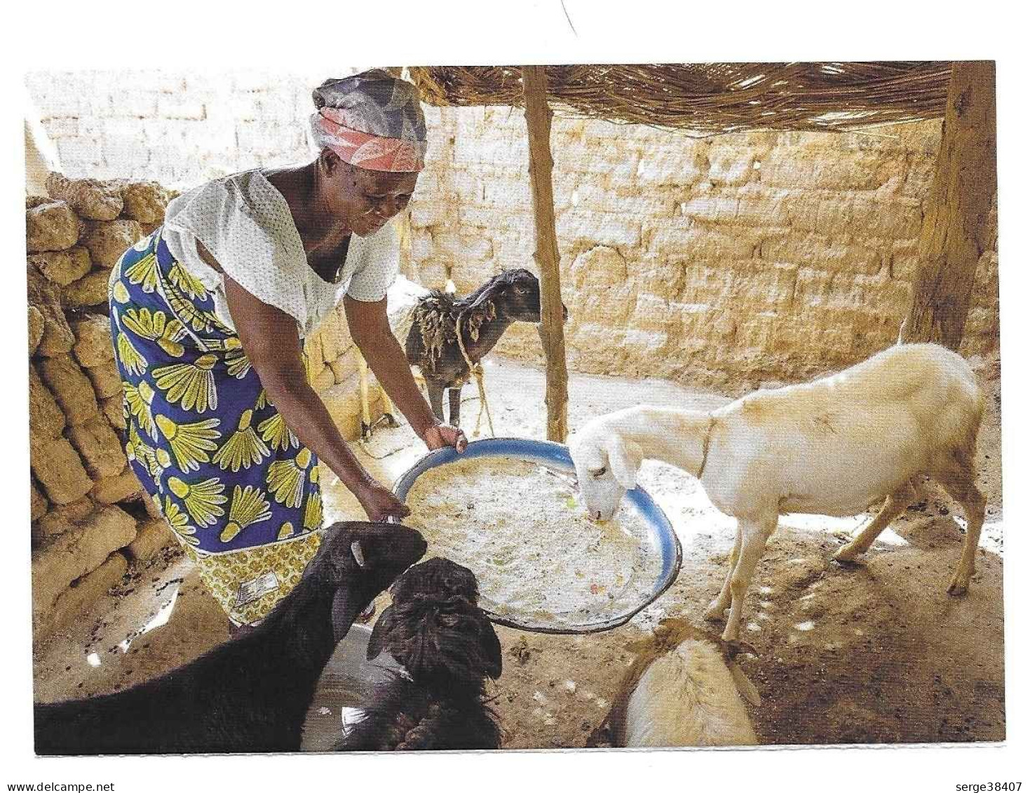 Mali - Une Femme Nourrit Ses Bêtes # 10-20/3 - Mali