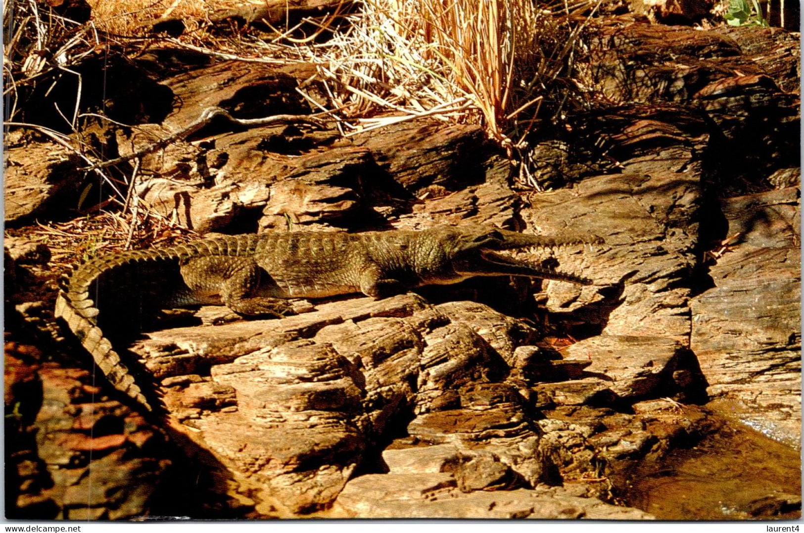7-5-2024 (4 Z 25) Australia - Freshwater Crocodile - Other & Unclassified