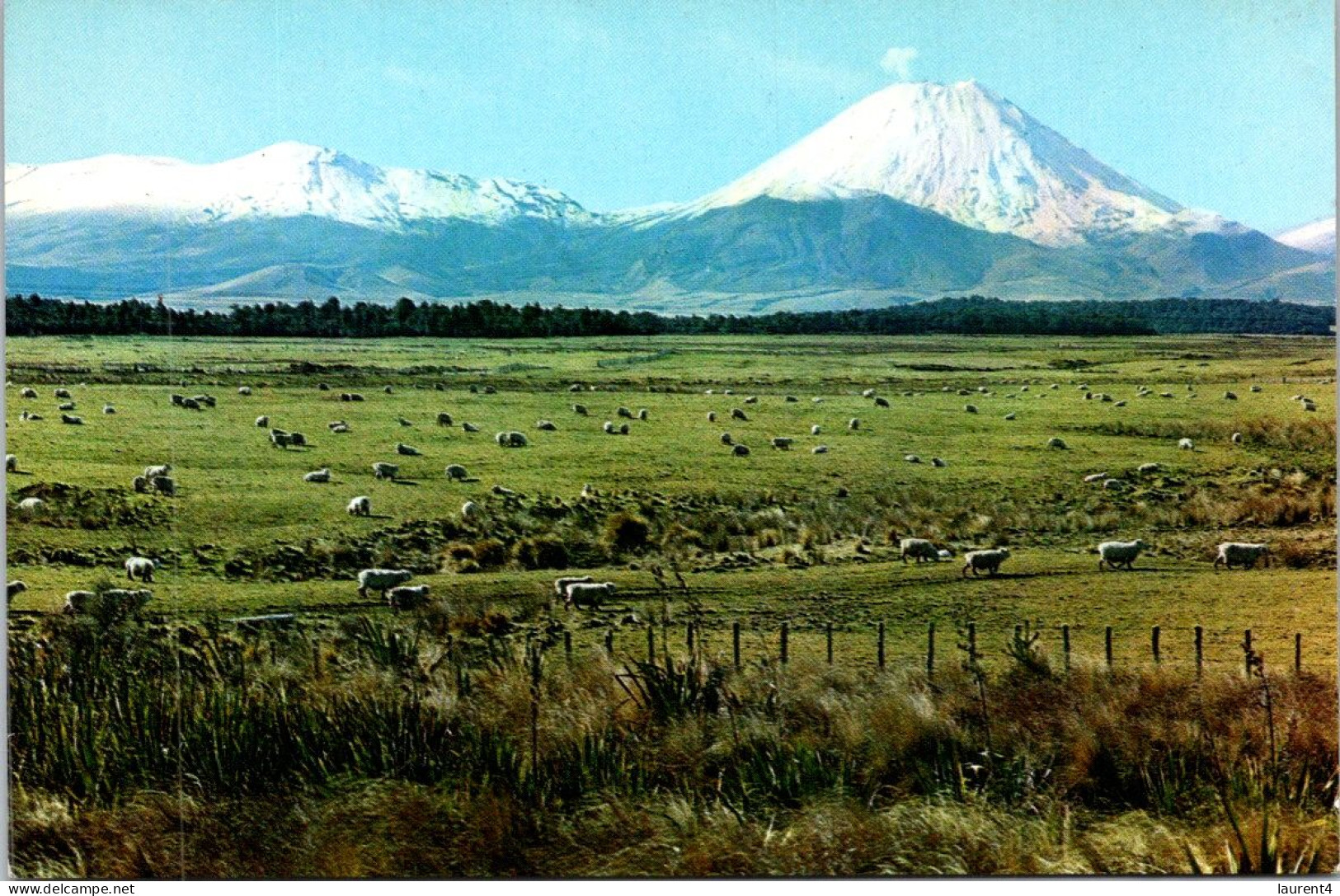 7-5-2024 (4 Z 28) New Zealand - (2 Postcards) - Nueva Zelanda