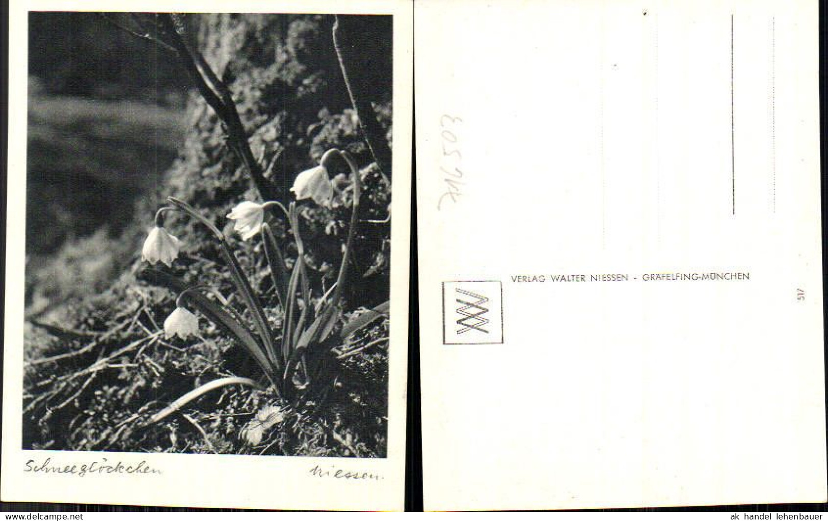 716503 Verlag Walter Niessen Gräfelfing München Schneeglöckchen Blumen - Photographie