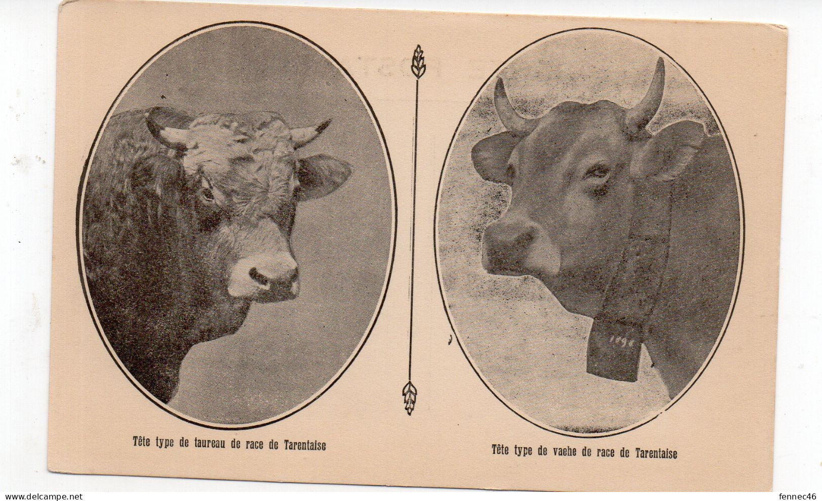 Tête Type De Race De Taureau Et Vache De Race TARENTAISE  (L69) - Kühe