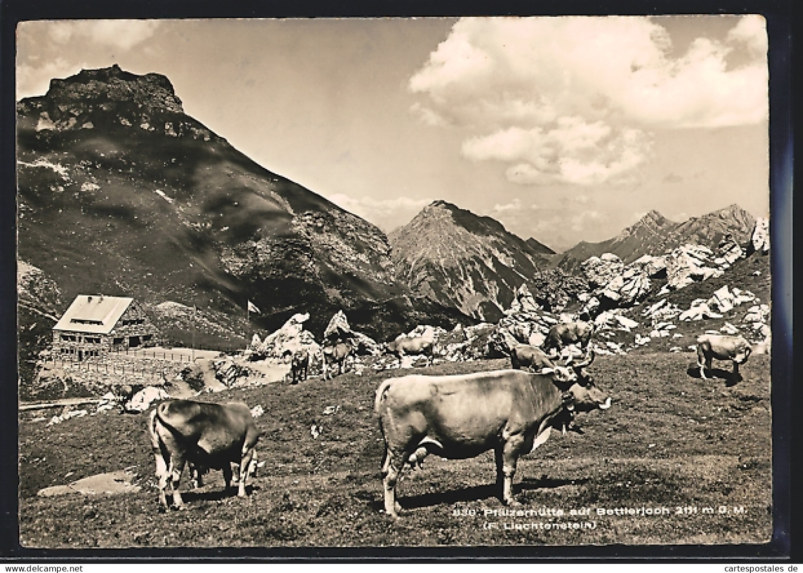 AK Pfälzerhütte, Kühe Und Bettlerjoch  - Liechtenstein