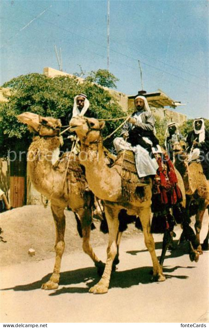 73130086 Beersheba Beduinen Auf Kamele Beersheba - Israel