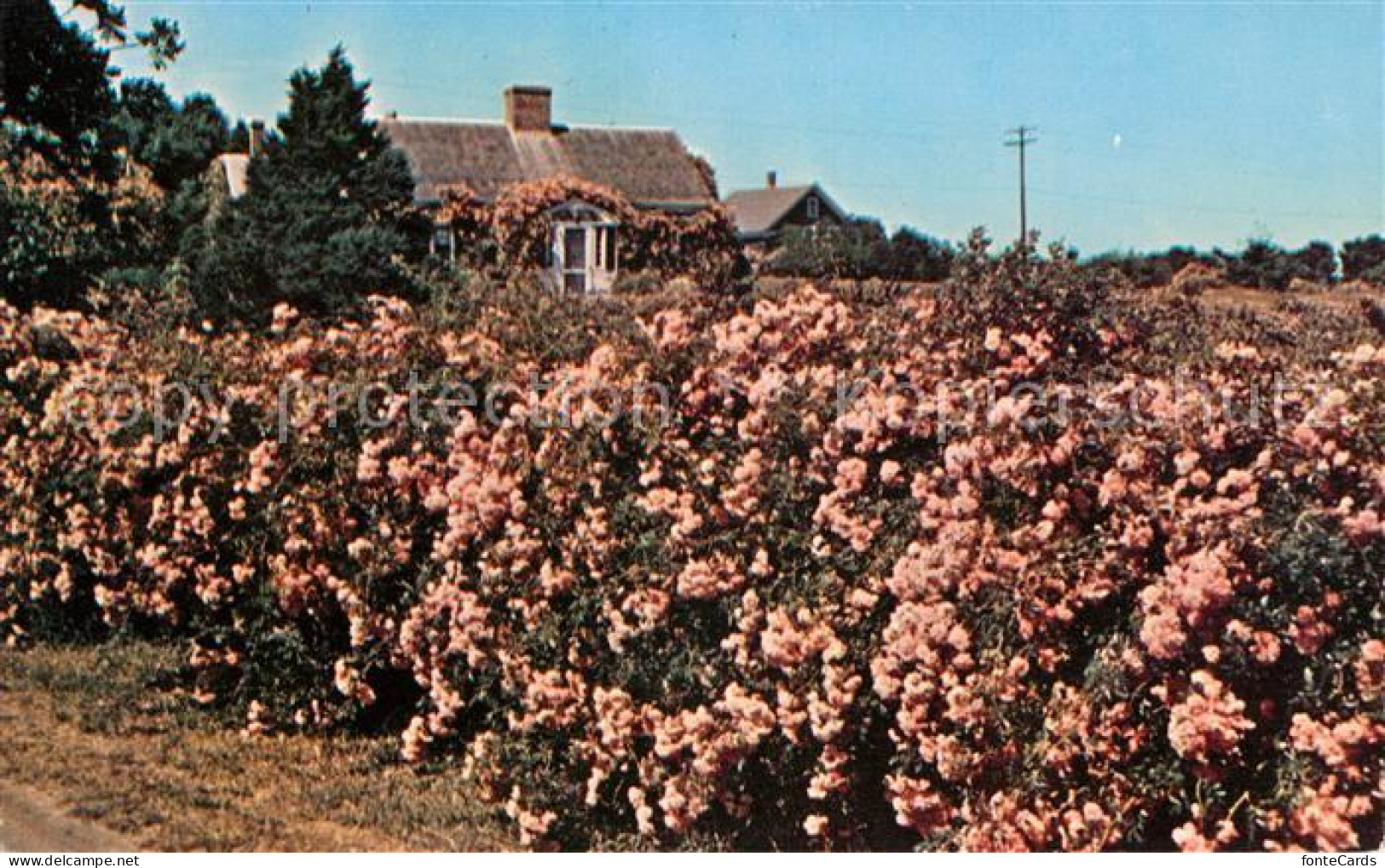 73123710 Cape Cod Mass. Rose Covered Cottage Cape Cod Mass. - Andere & Zonder Classificatie