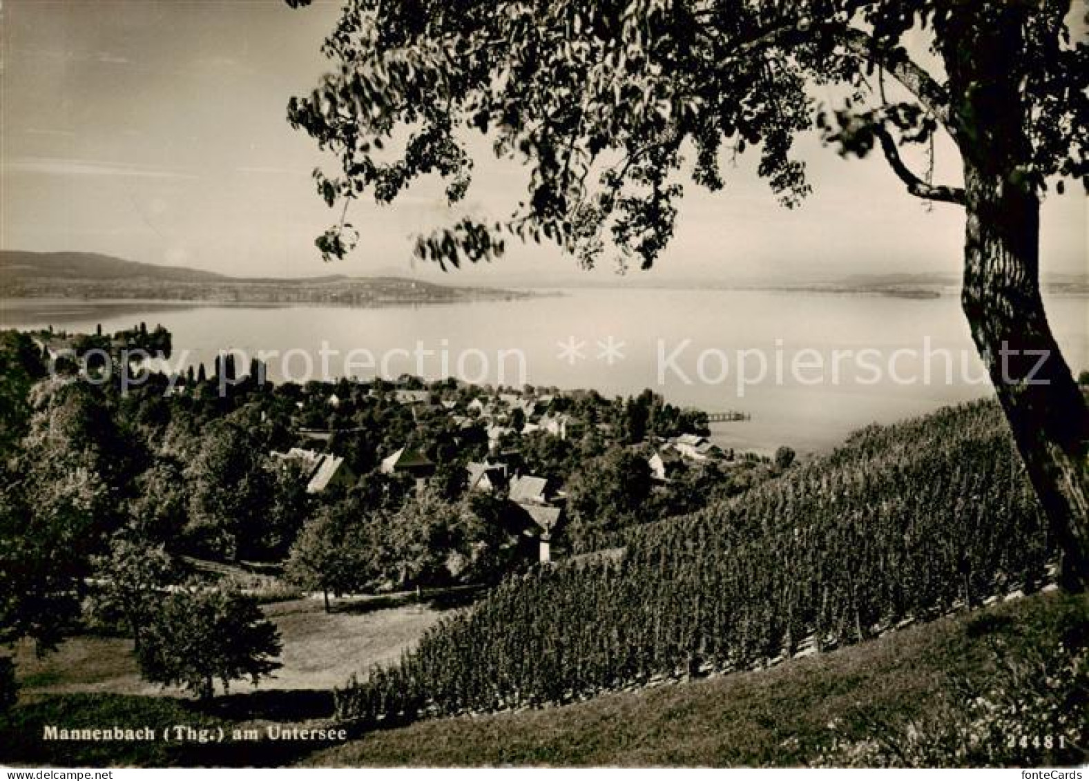 13843096 Mannenbach Untersee Panorama Mannenbach Untersee - Other & Unclassified