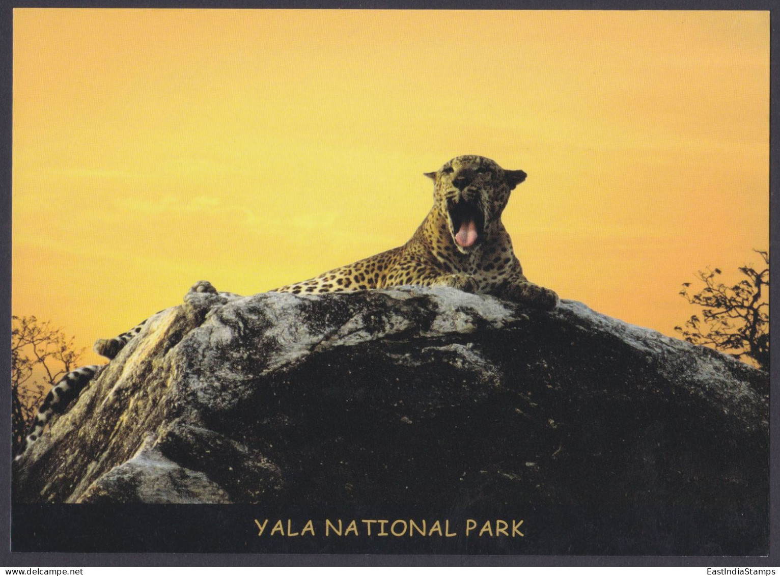 Sri Lanka Ceylon Mint Unused Airmail Postcard Yala National Park, Leopard, Wild Life, Wildlife, Animals, Post Card - Sri Lanka (Ceylon)