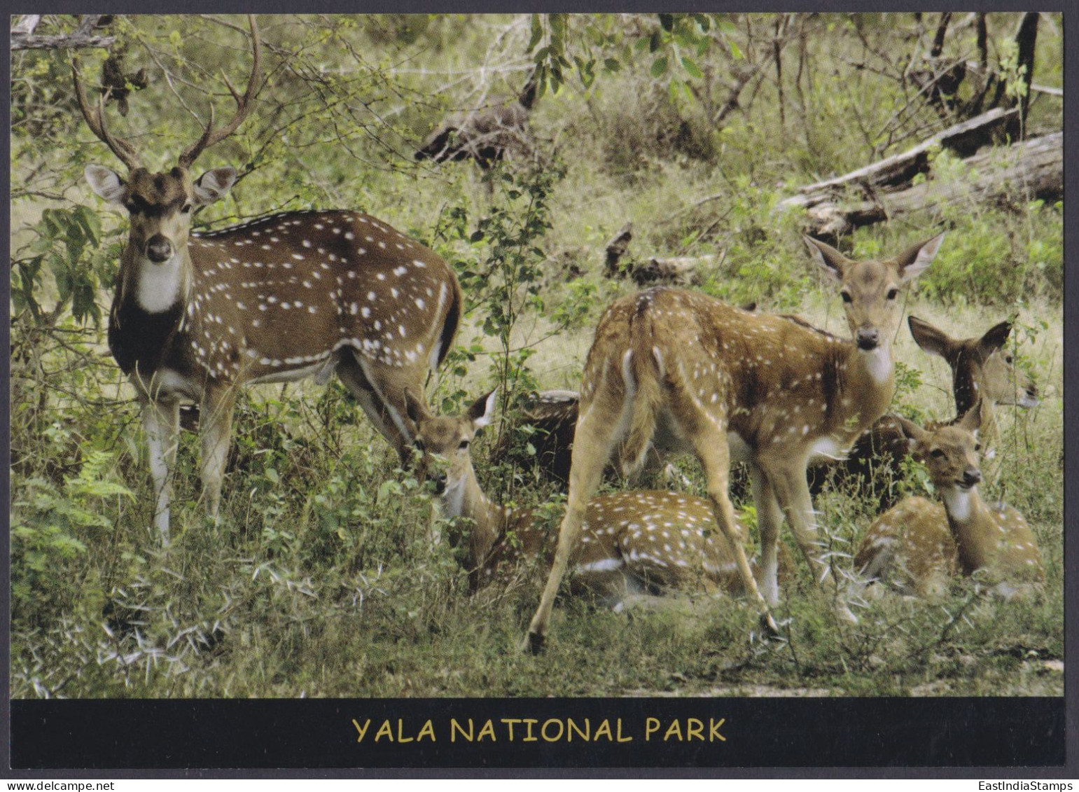 Sri Lanka Ceylon Mint Unused Airmail Postcard Yala National Park, Spotted Deer, WIldlife, Wild Life, Animals, Post Card - Sri Lanka (Ceylon)