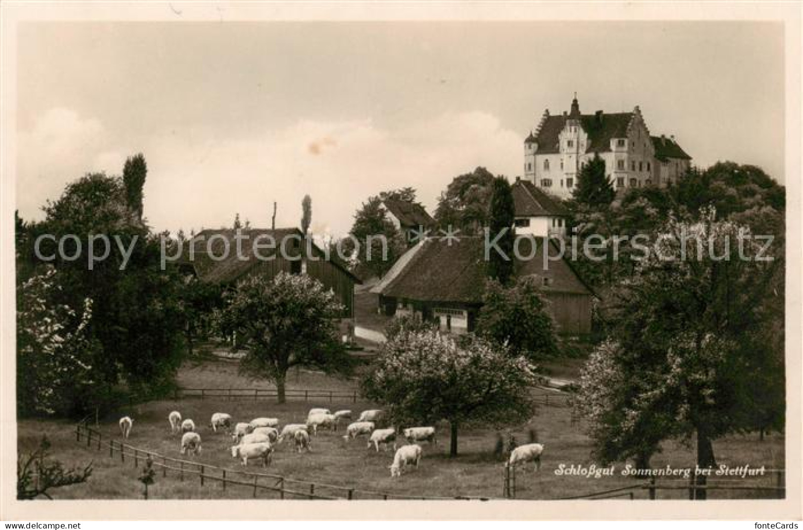 13793916 Stettfurt TG Schlossgut Sonnenberg U. Schafherde  - Other & Unclassified