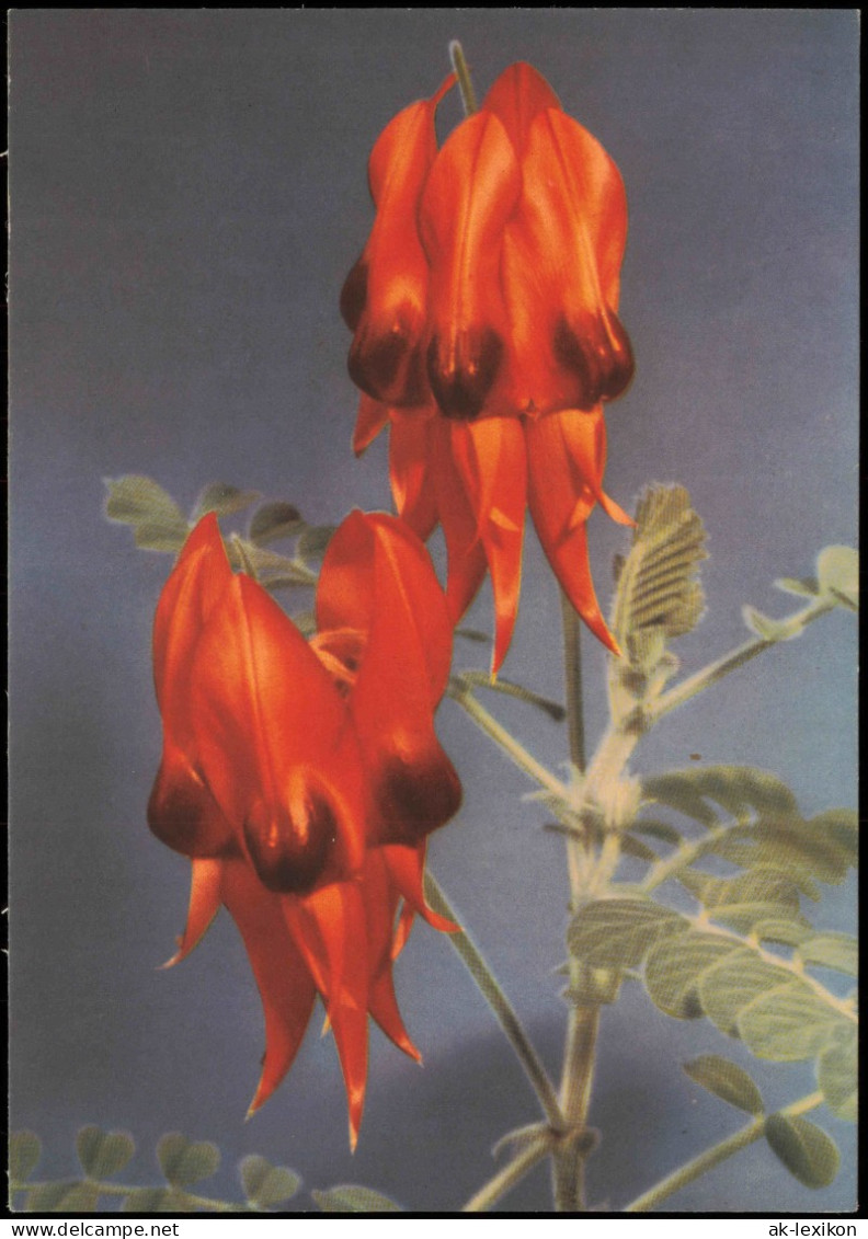 Ansichtskarte  Fauna / Pflanzen: Clianthus Speciosus (Ruhmesblume) 1964 - Other & Unclassified