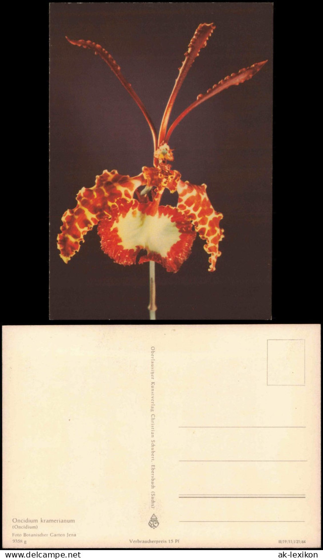 Ansichtskarte  Fauna / Pflanzen: Oncidium Kramerianum (Oncidium) 1964 - Sonstige & Ohne Zuordnung