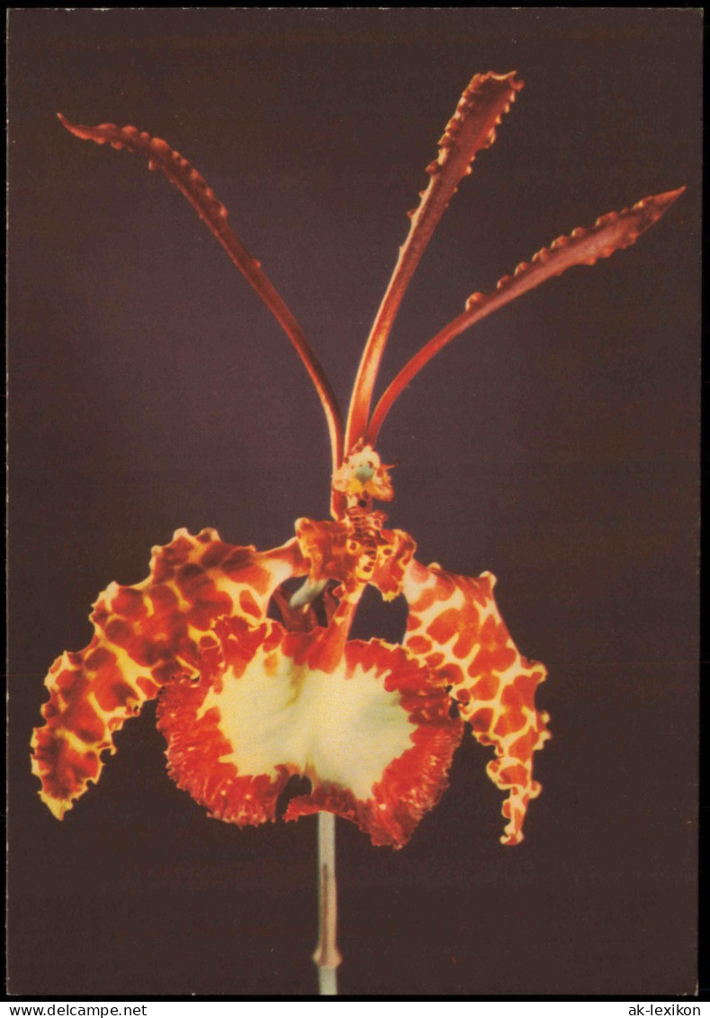 Ansichtskarte  Fauna / Pflanzen: Oncidium Kramerianum (Oncidium) 1964 - Andere & Zonder Classificatie