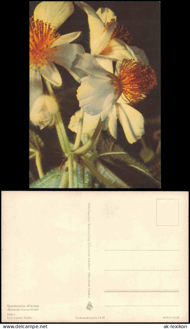 Fauna / Pflanzen: Sparmannia Africana (Blühende Zimmerlinde) 1964 - Other & Unclassified