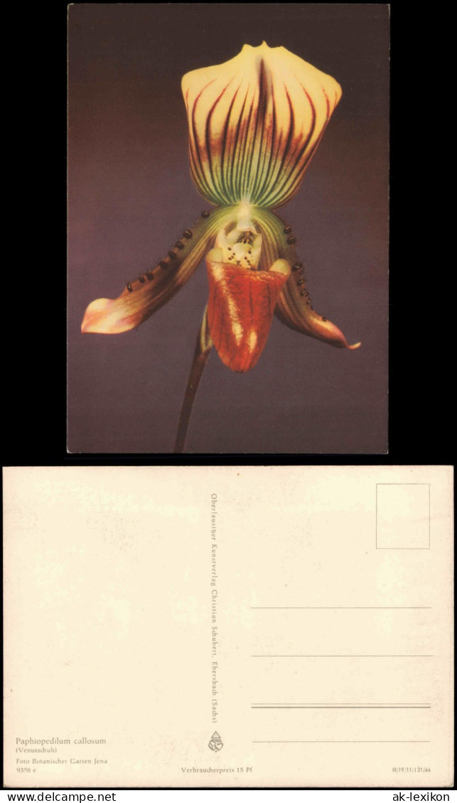 Ansichtskarte  Fauna / Pflanzen: Paphiopedilum Callosum (Venusschuh) 1964 - Autres & Non Classés