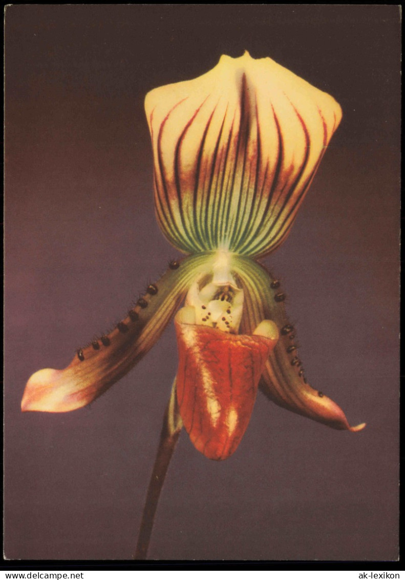 Ansichtskarte  Fauna / Pflanzen: Paphiopedilum Callosum (Venusschuh) 1964 - Autres & Non Classés