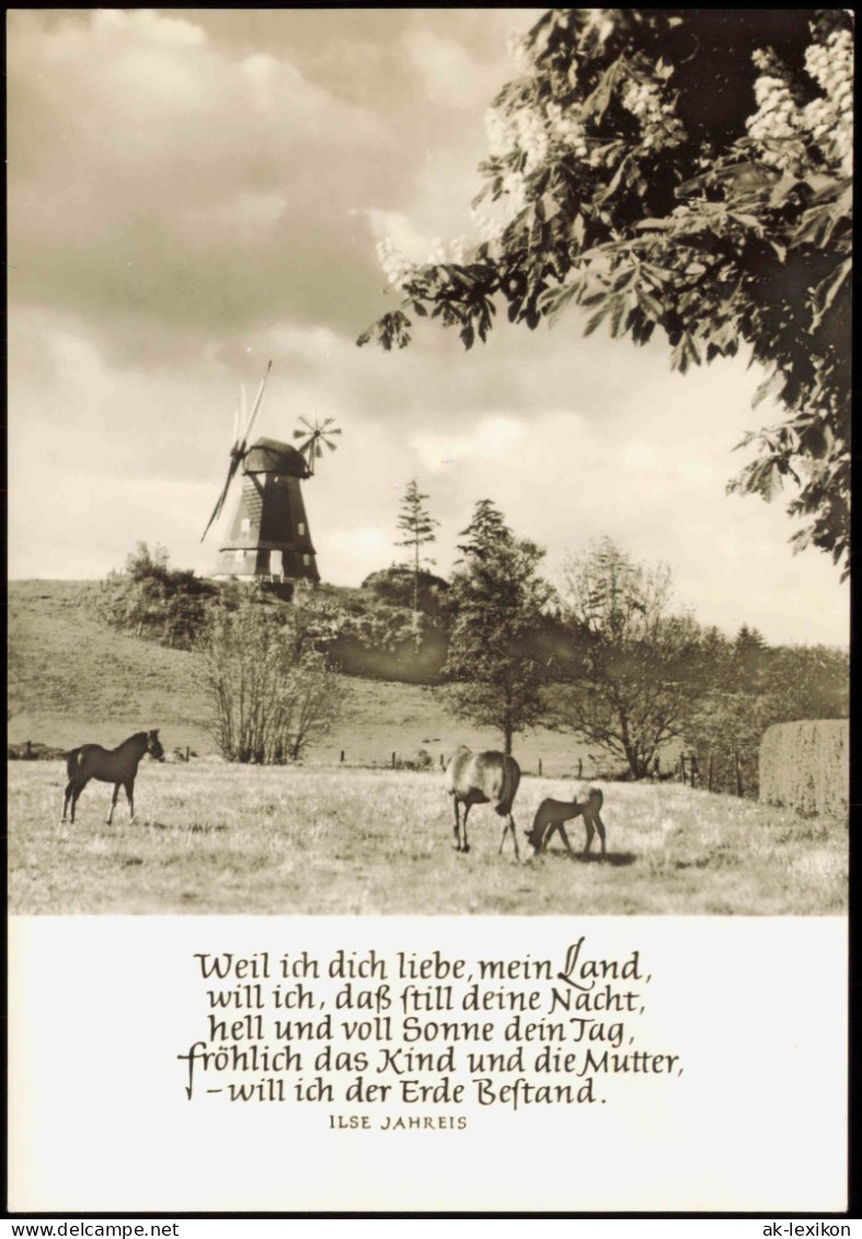 Ansichtskarte  DDR Stimmungsbild Natur: Windmühle, Spruch Ilse Jahreis 1976 - Non Classés