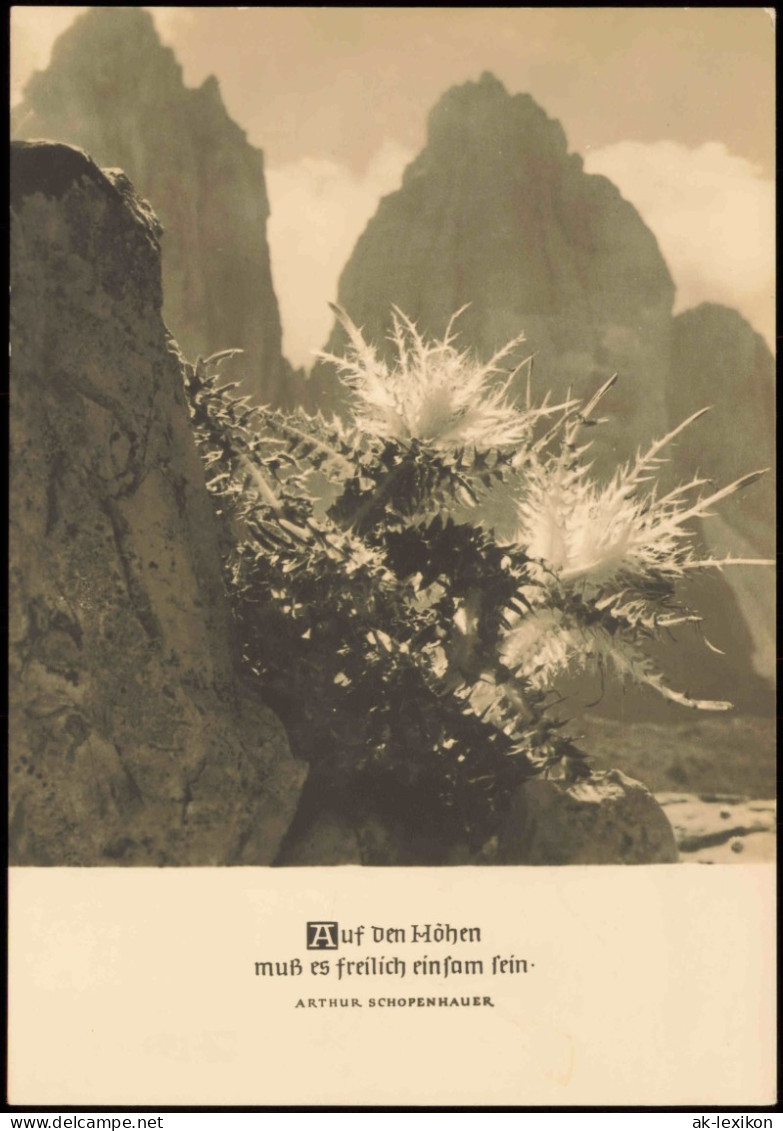 Stimmungsbild Natur Foto Müller-Brunke: Berg-Welt Mit Pflanze 1966 - Unclassified