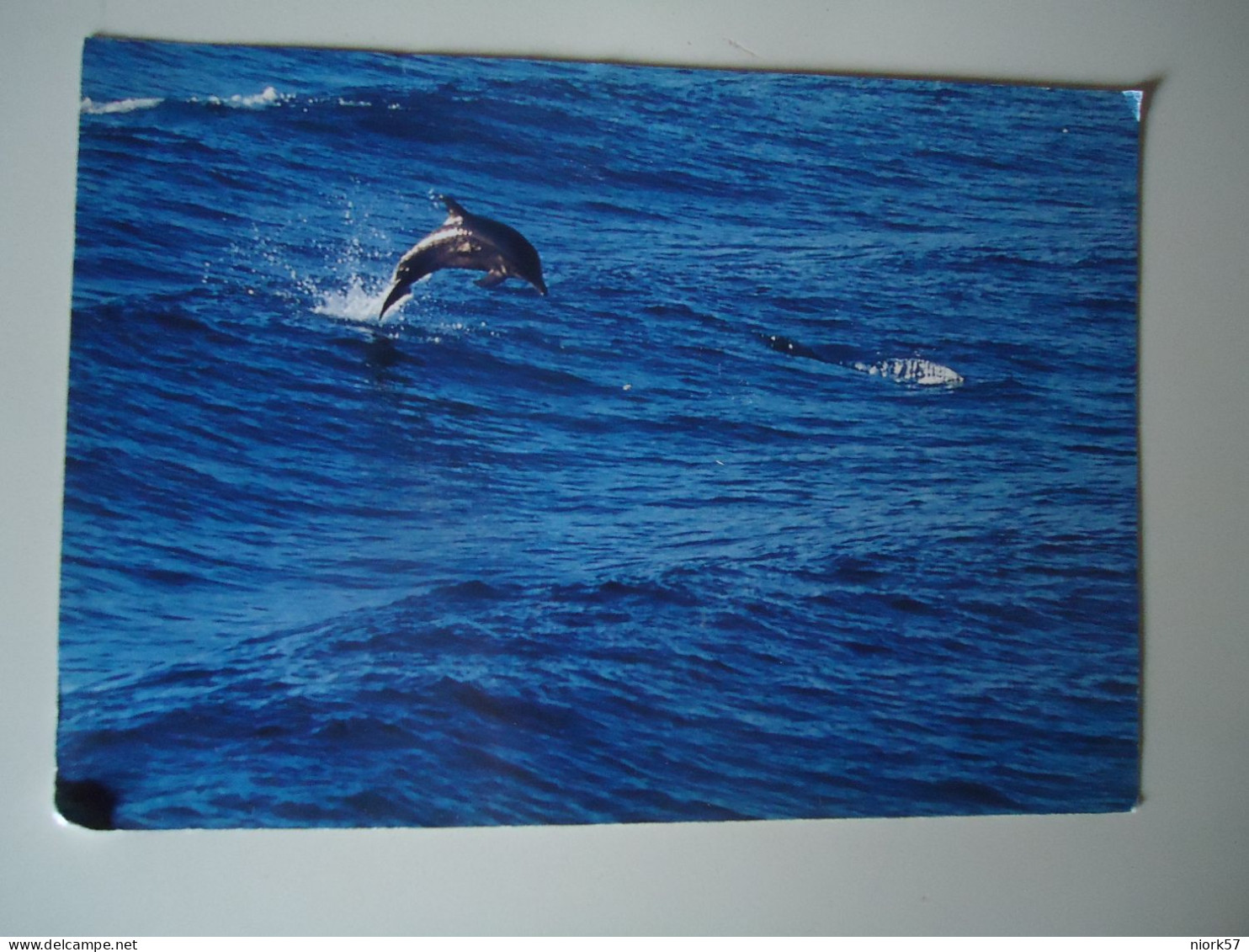 GREECE  POSTCARDS  DOLPHINS     MORE  PURHASES 10% DISCOUNT - Dolfijnen