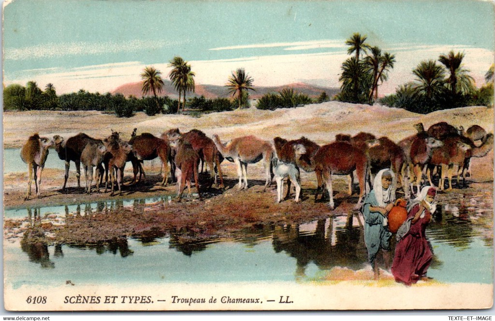 ALGERIE - Scène Et Type, Troupeau De Chameaux  - Other & Unclassified