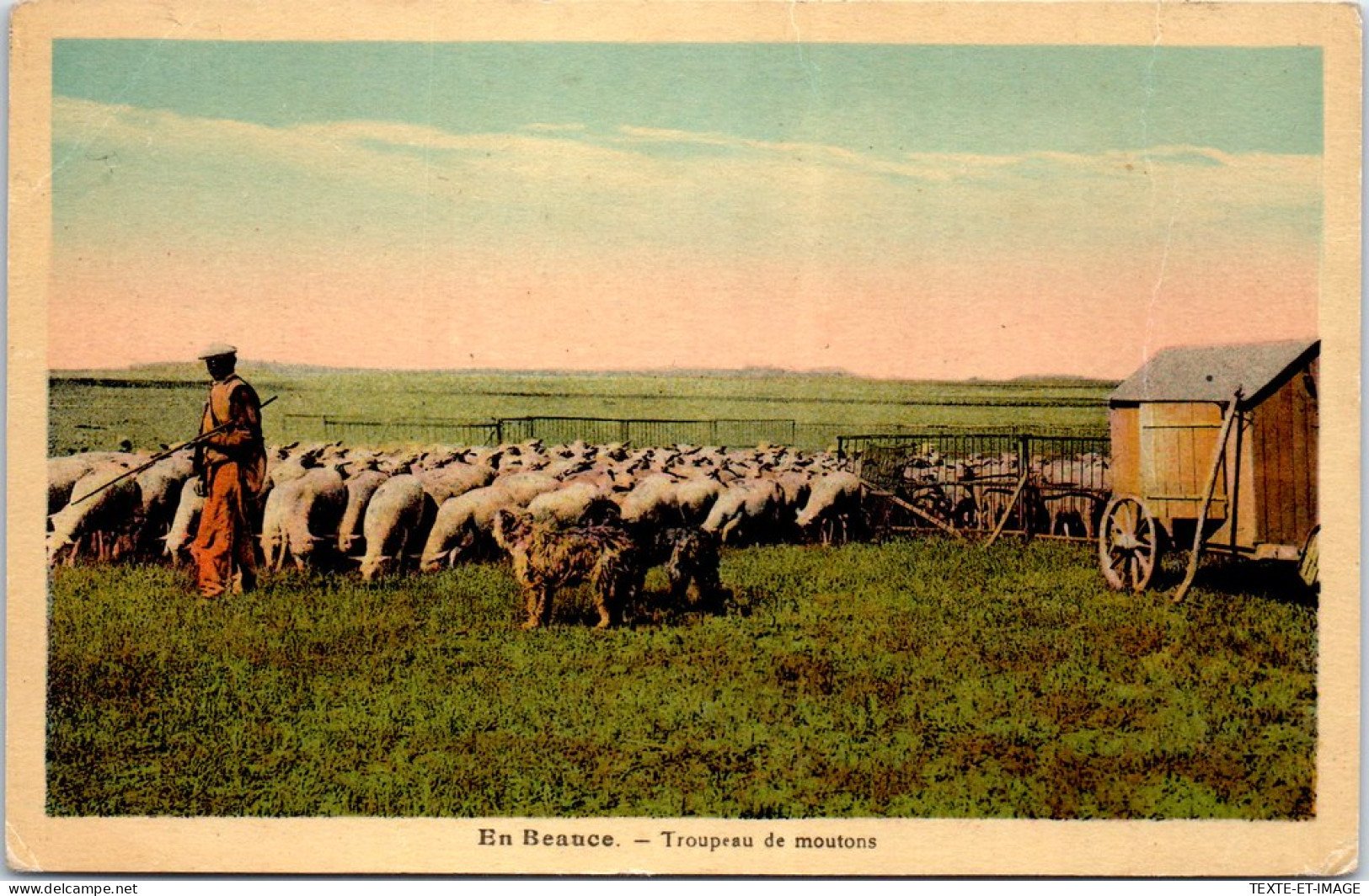28 EN BEAUCE - Un Troupe De Moutons & Berger - Altri & Non Classificati