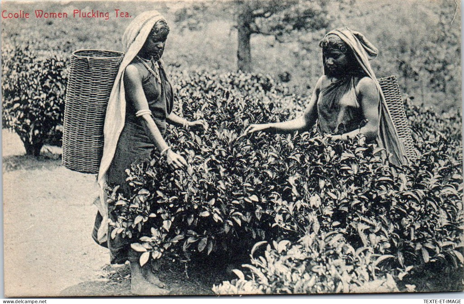 CEYLAN - Coolie Women Plucking Tea  - Sri Lanka (Ceylon)