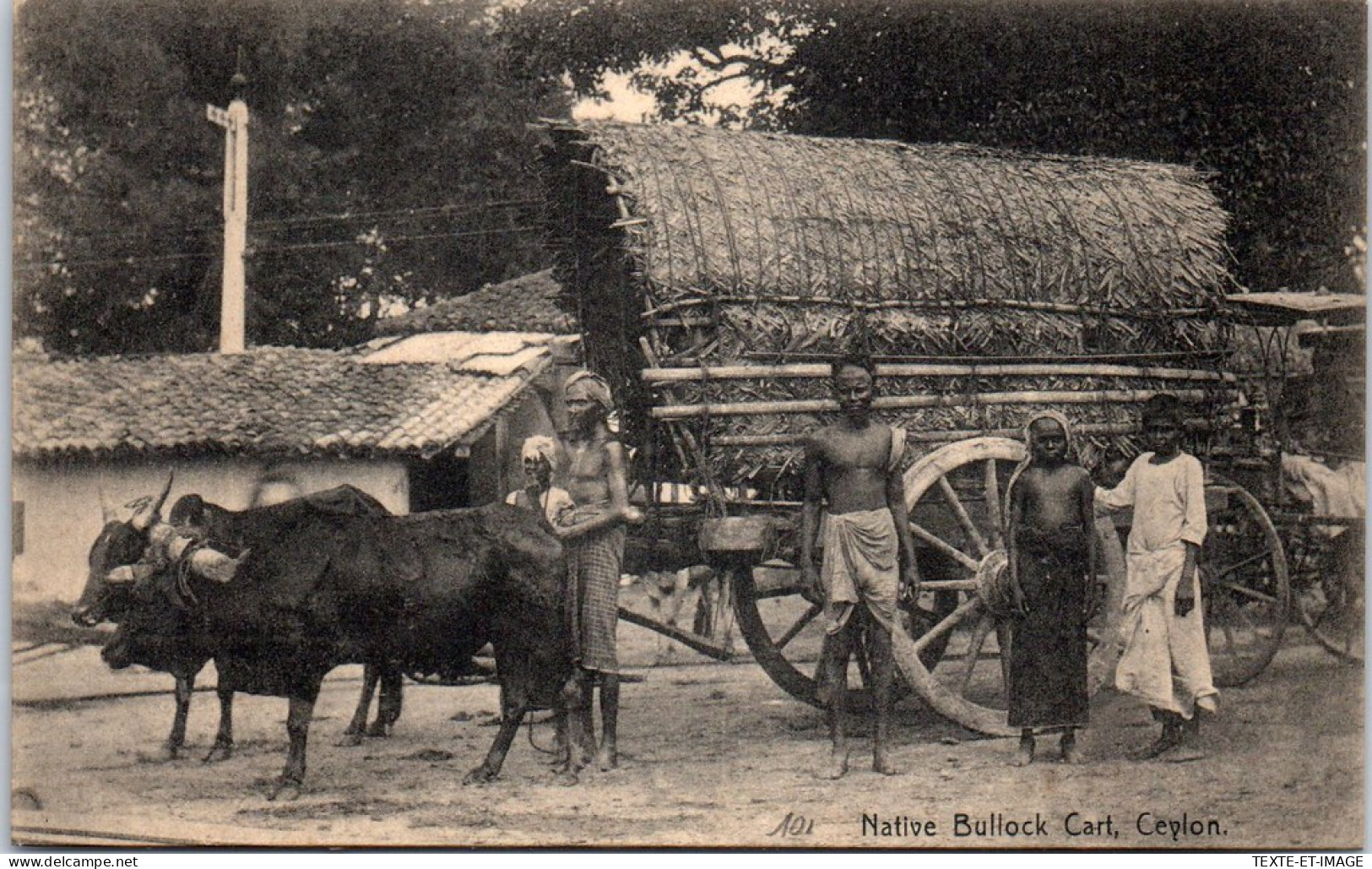 CEYLAN - Native Bullock Cart  - Sri Lanka (Ceylon)