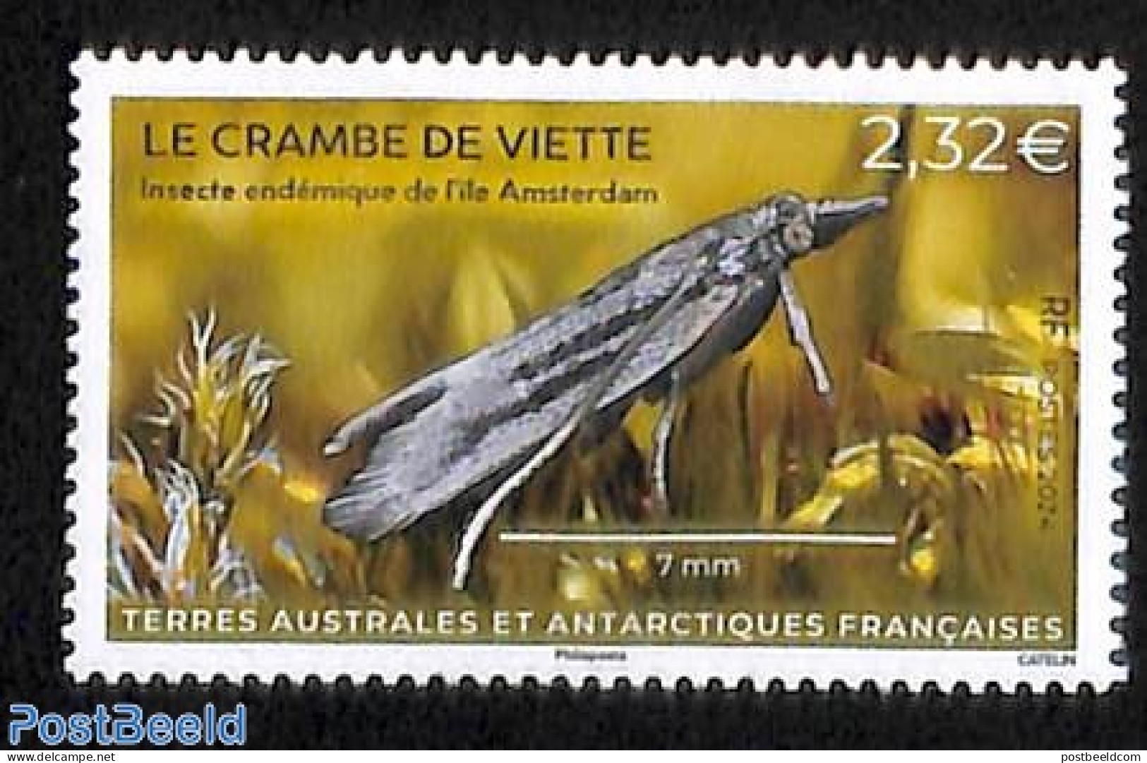 French Antarctic Territory 2024 Le Crambe De Viette 1v, Mint NH, Nature - Insects - Unused Stamps