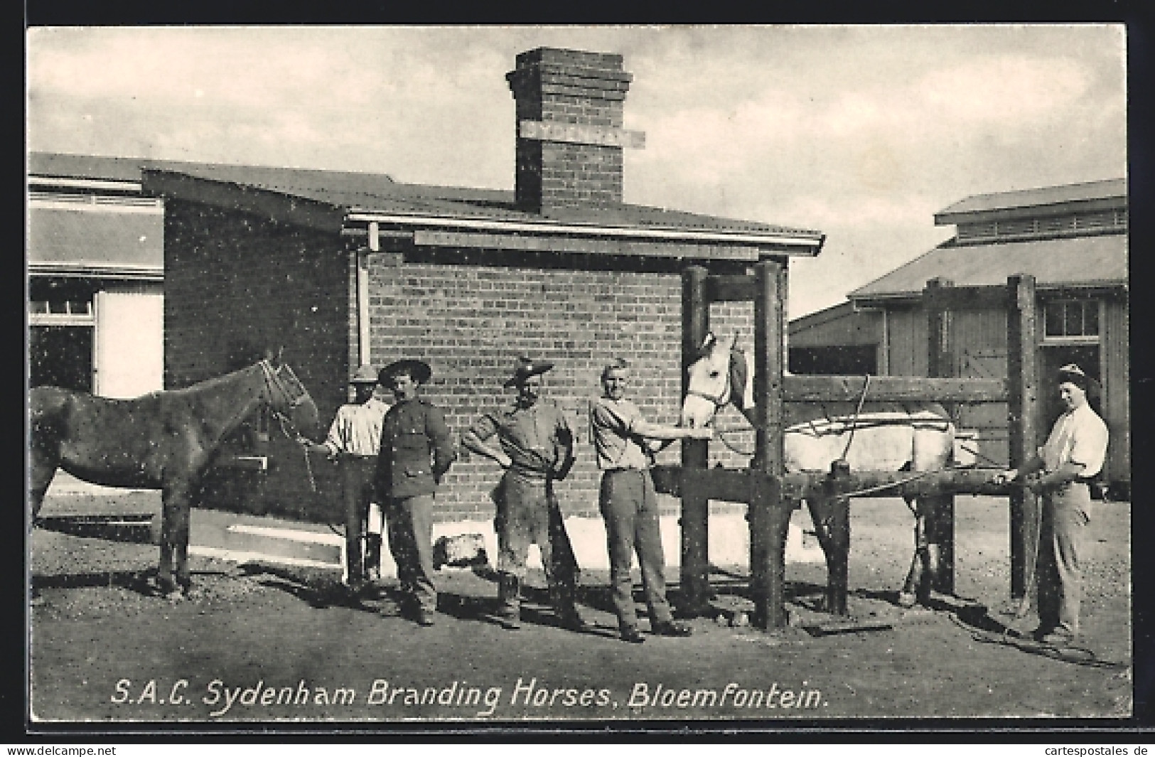 CPA Bloemfontein, S. A. C. Sydenham Branding Horses  - South Africa