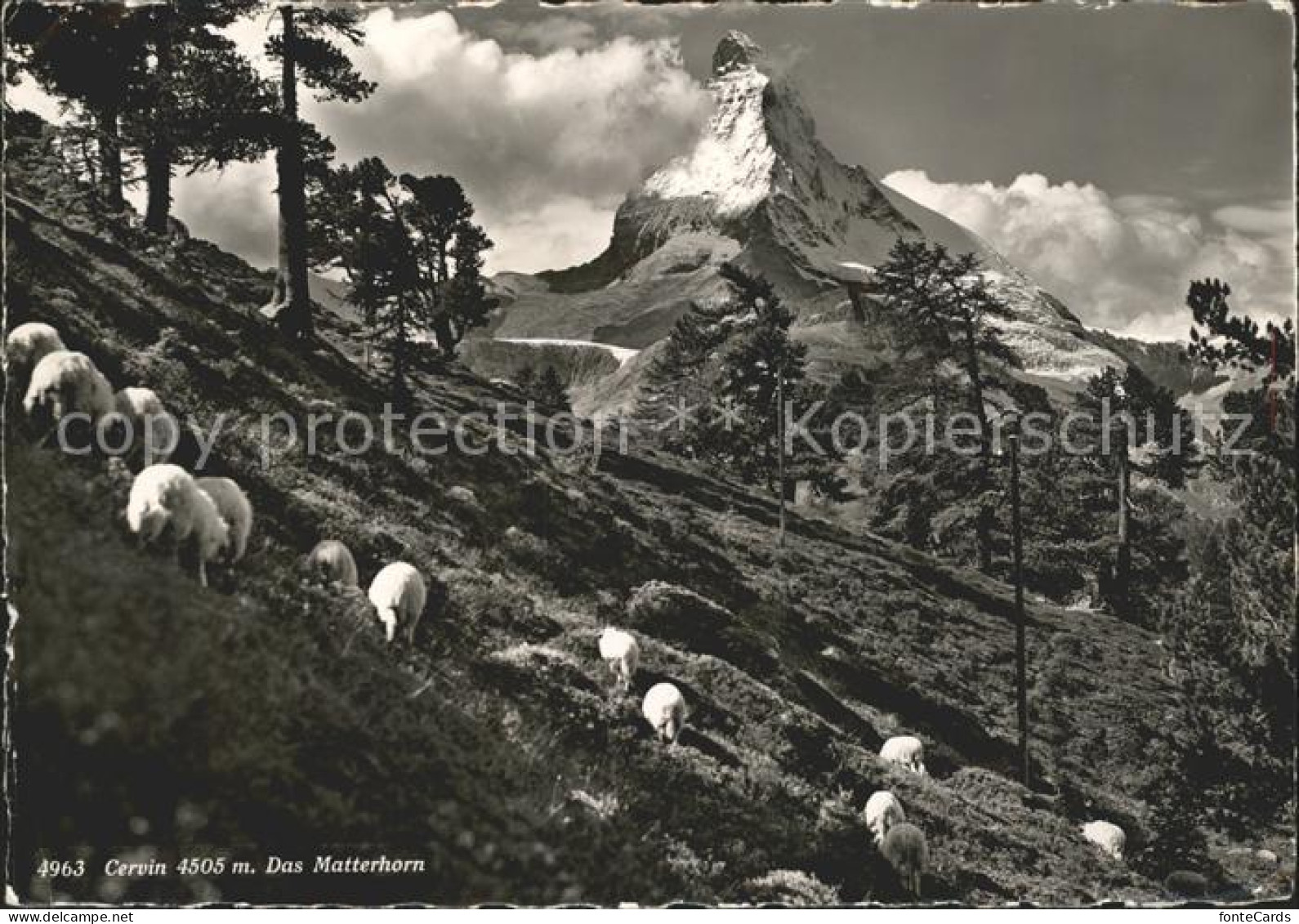 11646630 Zermatt VS Mit Matterhorn Schafe  - Autres & Non Classés