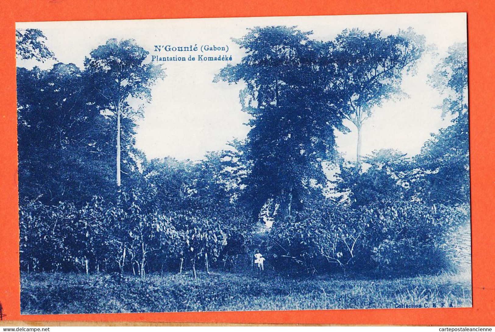 32749 / ⭐ N'GOUNIE (•◡•) Gabon ◉ Plantation KOMADEKE 1920s ◉ C.E.F.A CEFA Compagnie Exploitations Forestieres Africaines - Gabun