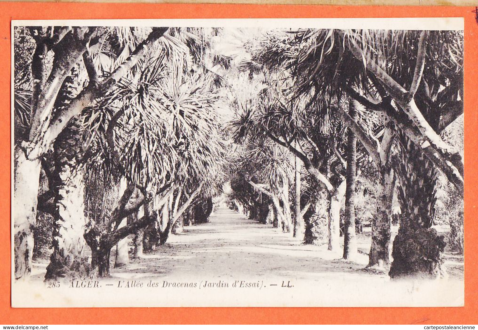 32526 / ⭐ (•◡•) ALGER Algérie ◉ Allée Des DRACENAS Jardin D'Essai 1910s ◉ Editeur LEVY LL-283 - Algiers