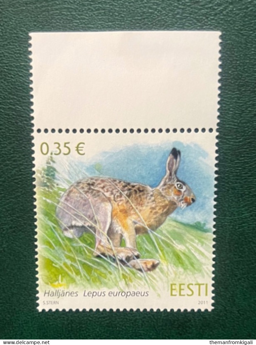 Estonia 2011 - European Brown Hare. - Estonia