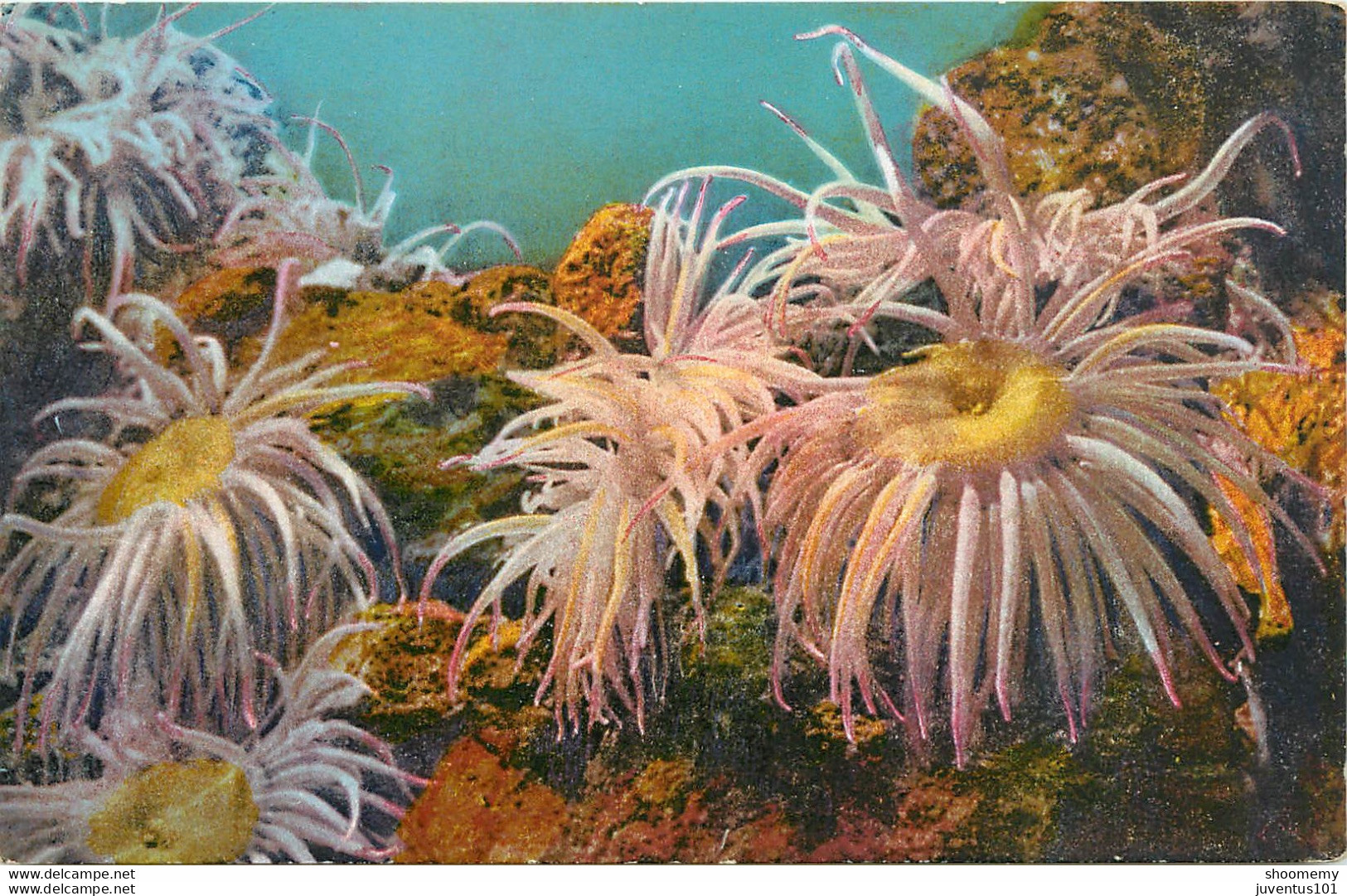 CPA Aquarium De Monaco-Anemonia Sulcata      L1065 - Museo Oceanográfico