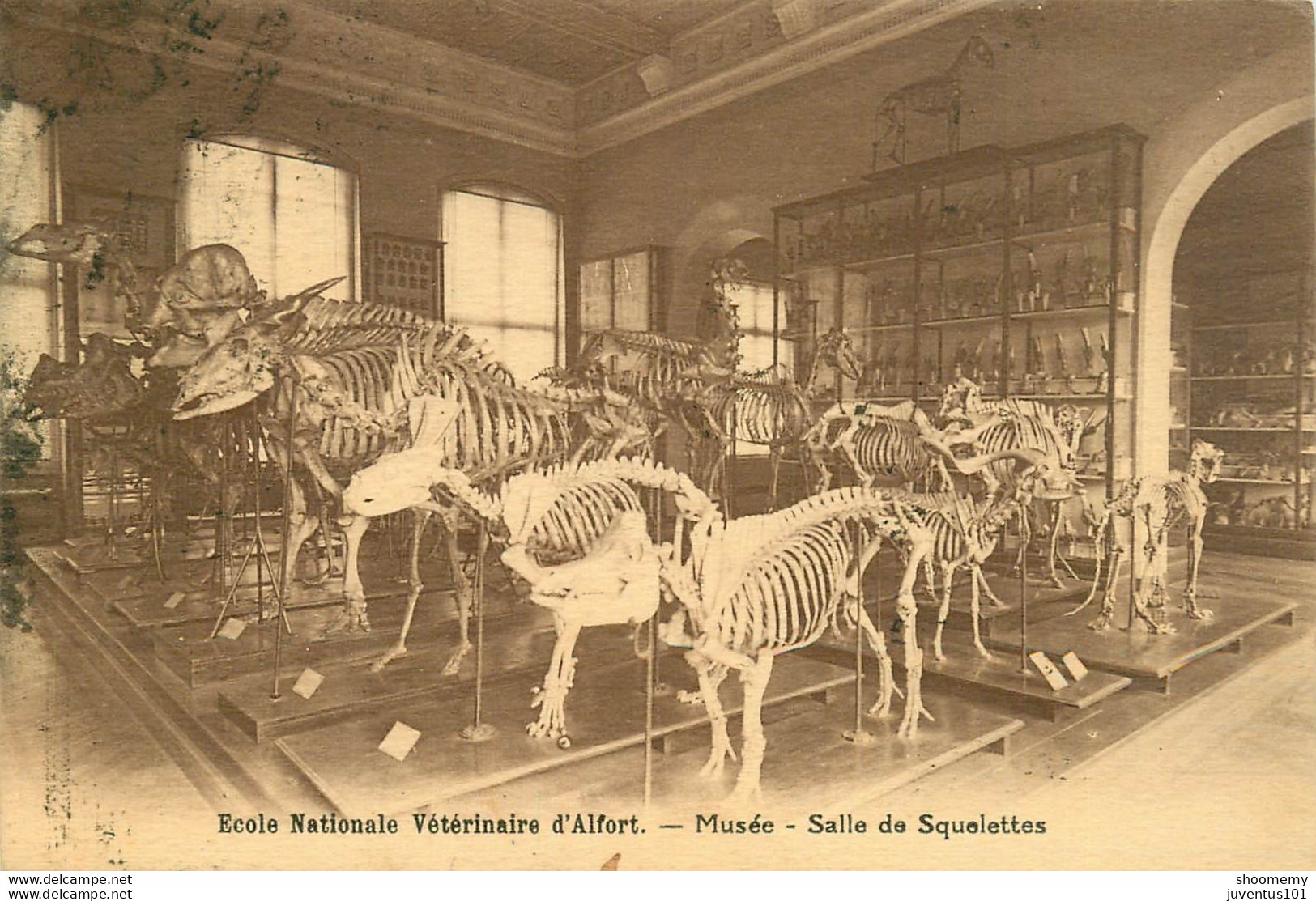 CPA Ecole Nationale Vétérinaire D'Alfort-Musée-Salle De Squelettes-Timbre    L1456 - Maisons Alfort