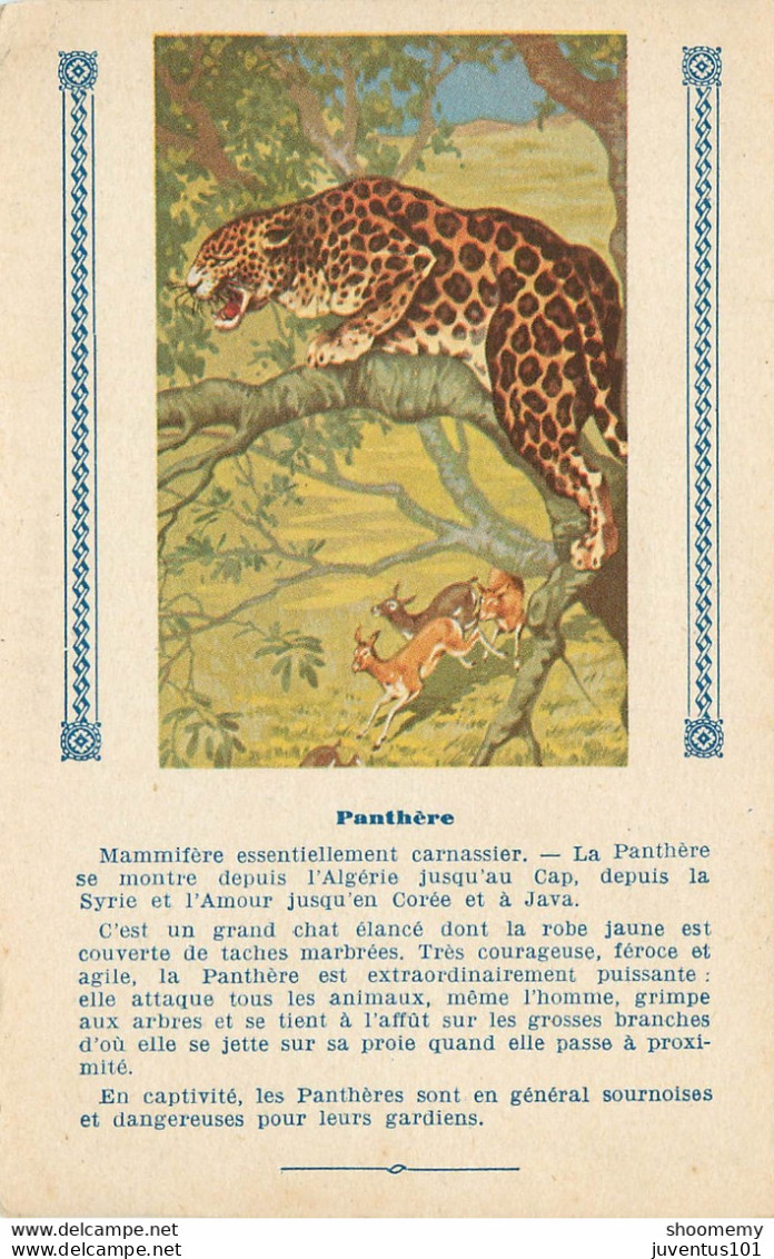 Carte Publicitaire-L'Express Teinture-Panthère      L1427 - Publicité