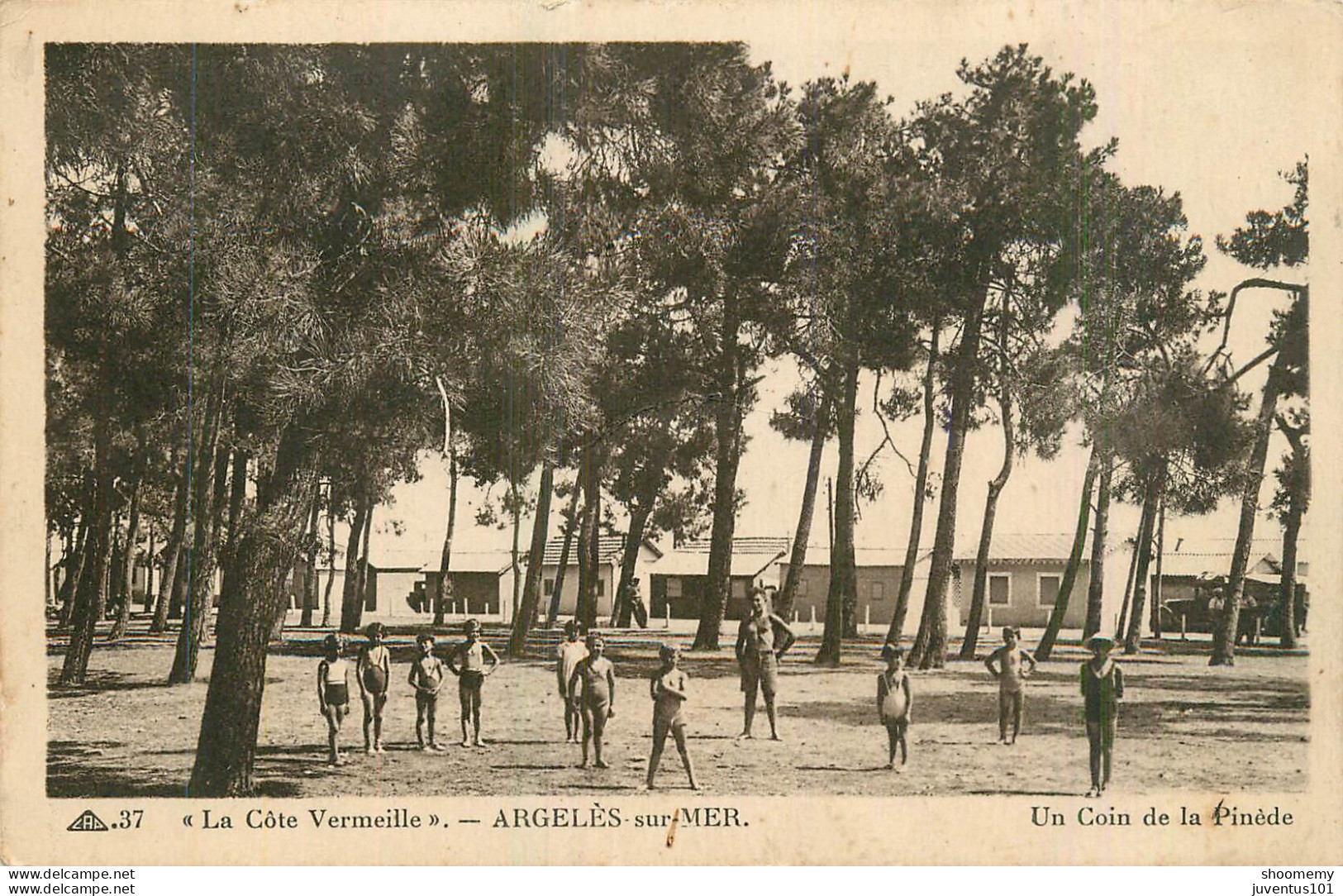 CPA Argelès Sur Mer-Un Coin De La Pinède-37     L2275 - Argeles Sur Mer