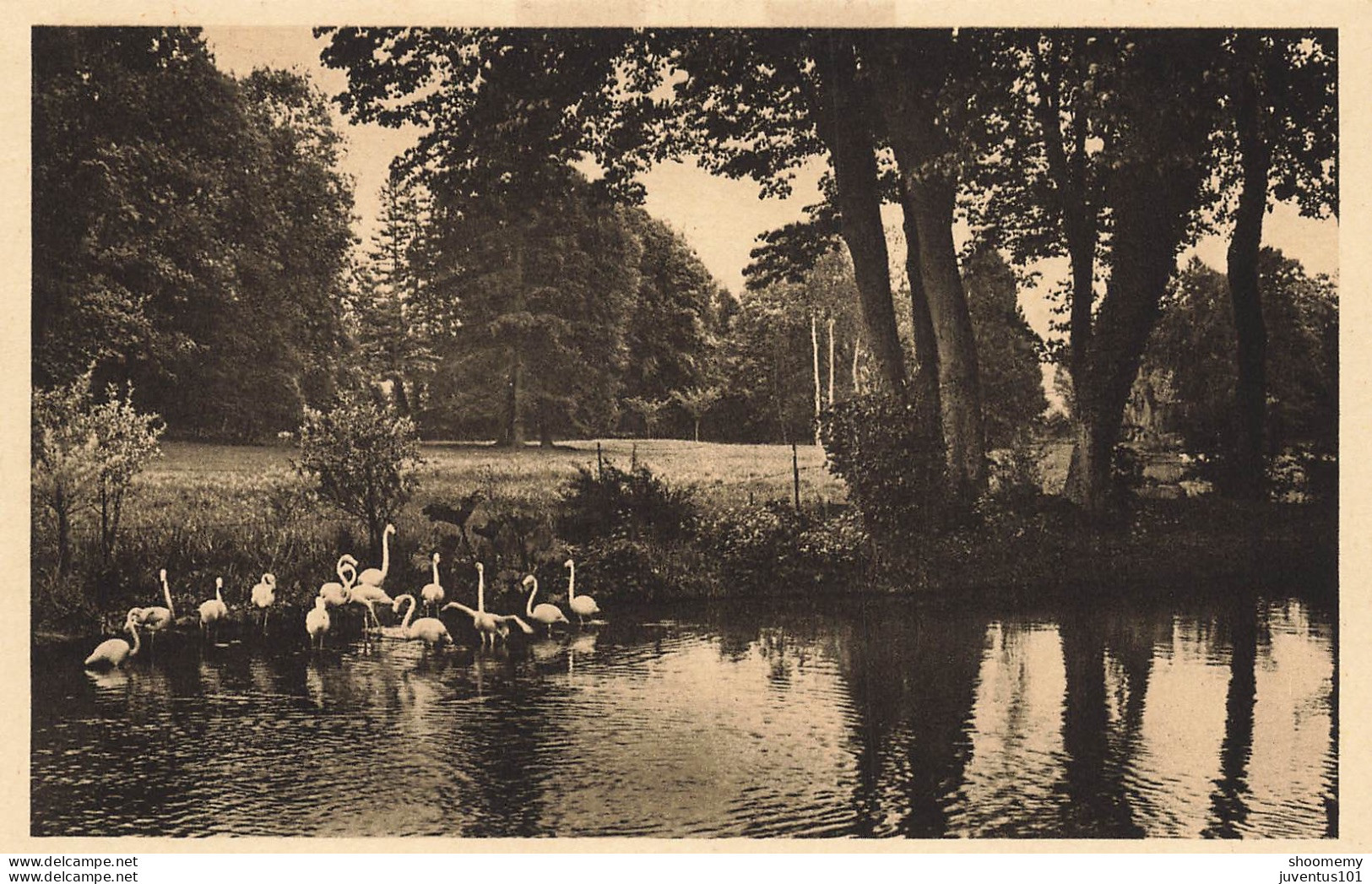 CPA Parc Zoologique De Clères-Flammants       L2456 - Clères