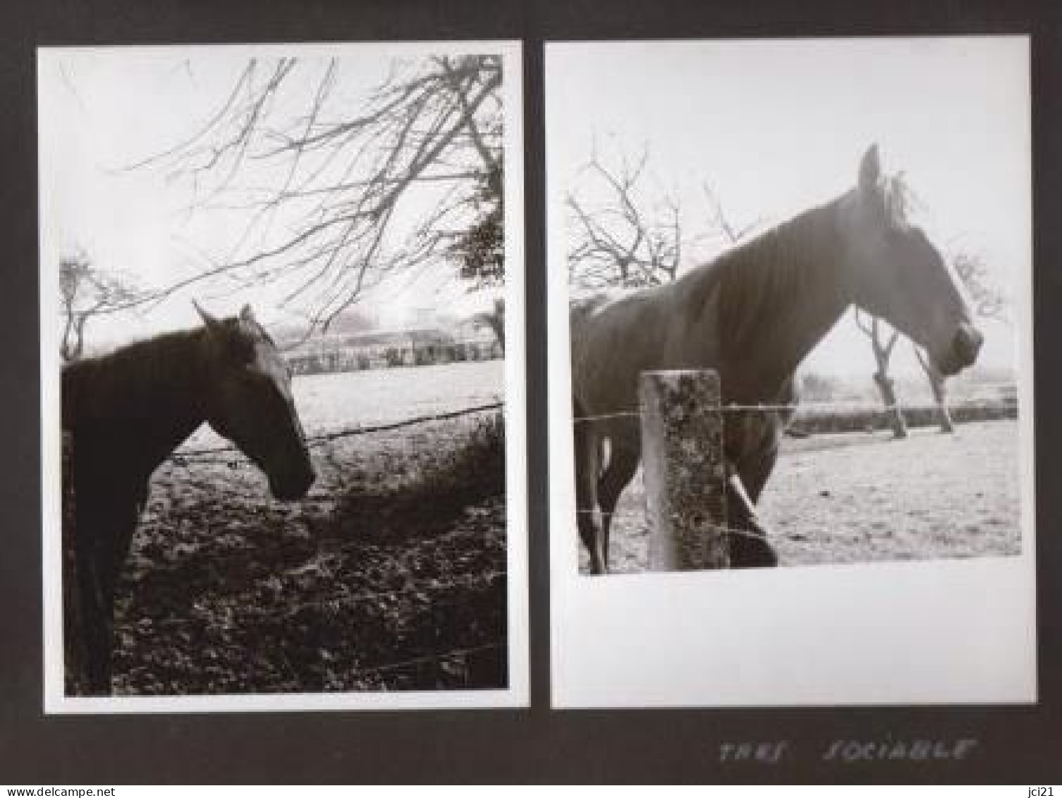 3 Photos Originales 80 SOMME 1975 " Paturage Vaches Et Chevaux " Près De La Chapelle Des Marins _PHOT213a&b - Autres & Non Classés