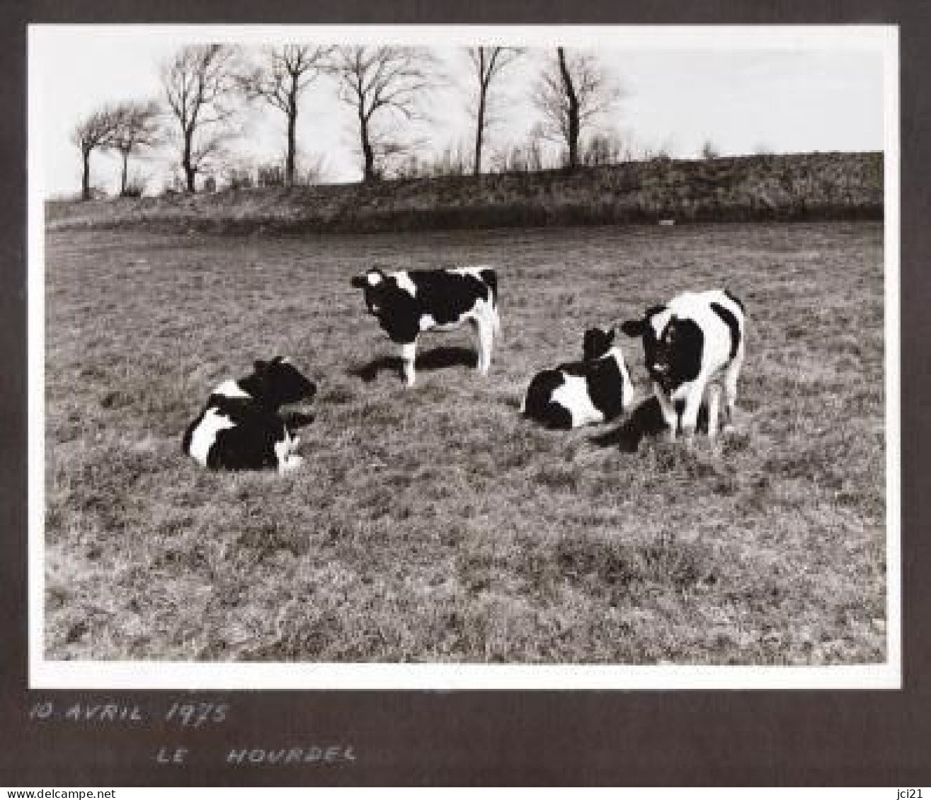 2 Photos Originales 80 SOMME 1975 " Paturages Vaches Et RENAULT R15 " Le Hourdel, Cayeux _PHOT217a&b - Andere & Zonder Classificatie