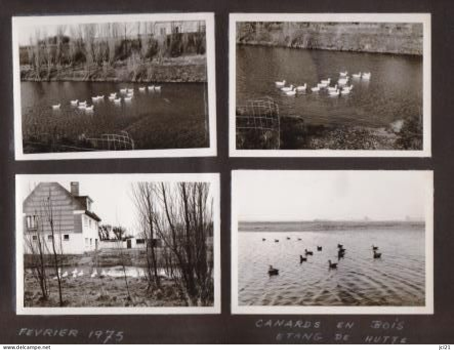 7 Photos Originales 80 SOMME 1975 "Canards En Bois étang De Hutte Et Le Hourdel Vache " _PHOT216a&b - Sonstige & Ohne Zuordnung