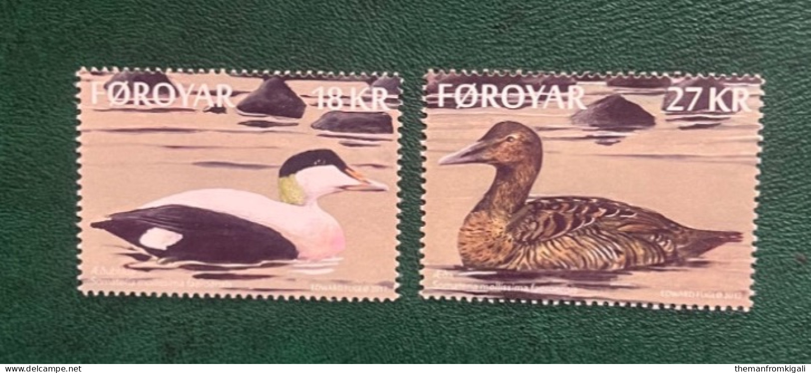 Faroe Islands 2017 - Ducks - Eider. - Färöer Inseln