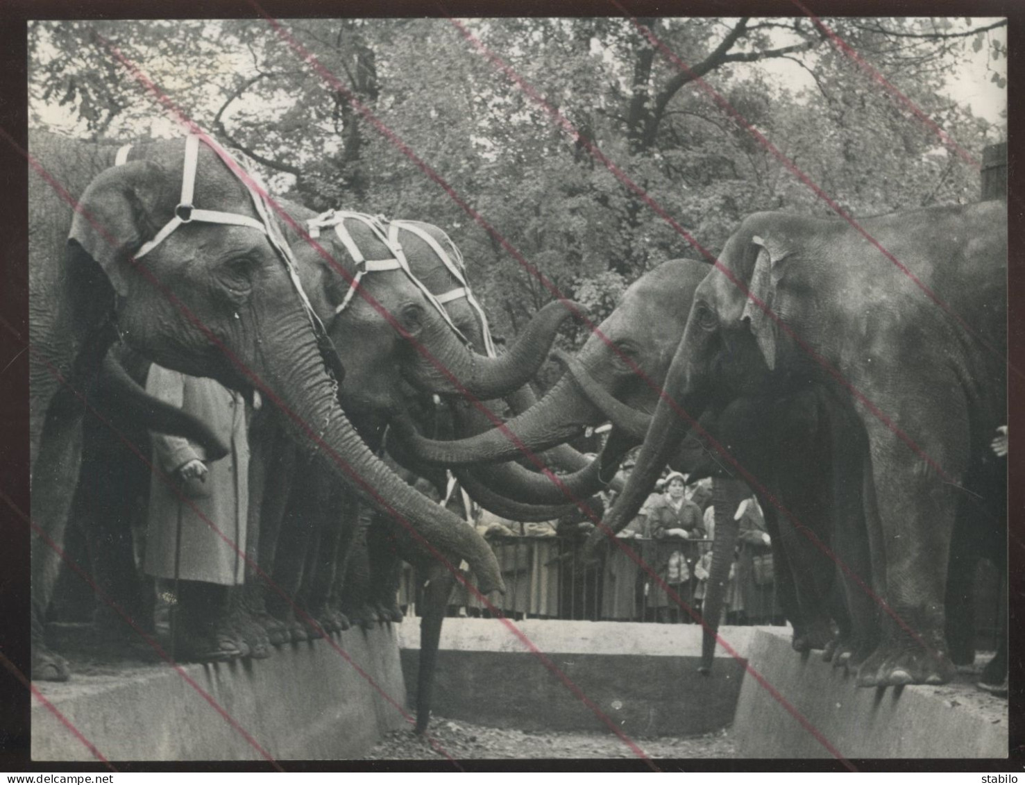 CIRQUE - LES ELEPHANTS DU CIRQUE ALTHOFF RENCONTRENT LES ELEPHANTS DU ZOO DE BERLIN EN 1958 - FORMAT 16 X 21.5 CM - Otros & Sin Clasificación