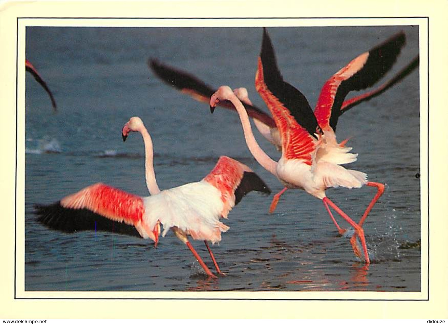 Oiseaux - Flamants Roses - Flamingos - CPM - Voir Scans Recto-Verso - Vögel