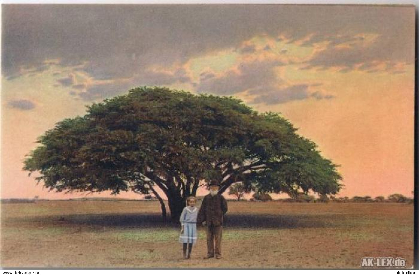 Postcard Neu-Halle Marapyane Baum In Neu-Halle (Marapyane) 1922 - South Africa