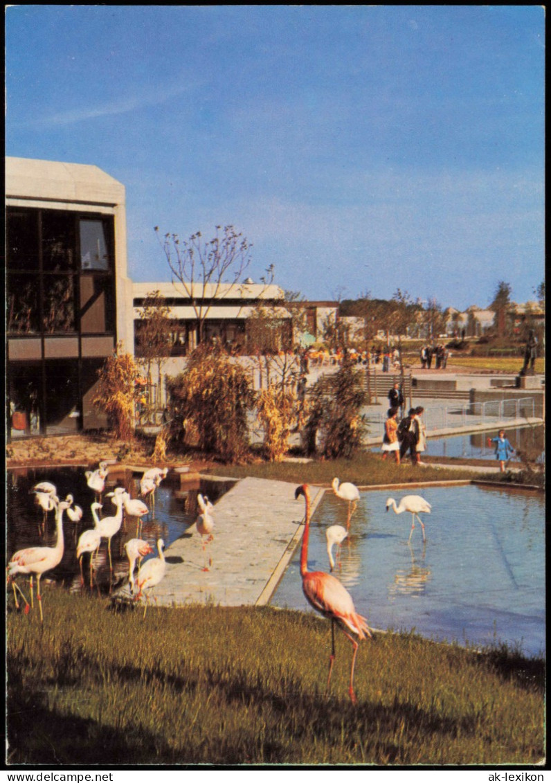 Münster (Westfalen) Allwetterzoo Münster, Freigehege Flamingo 1975 - Münster