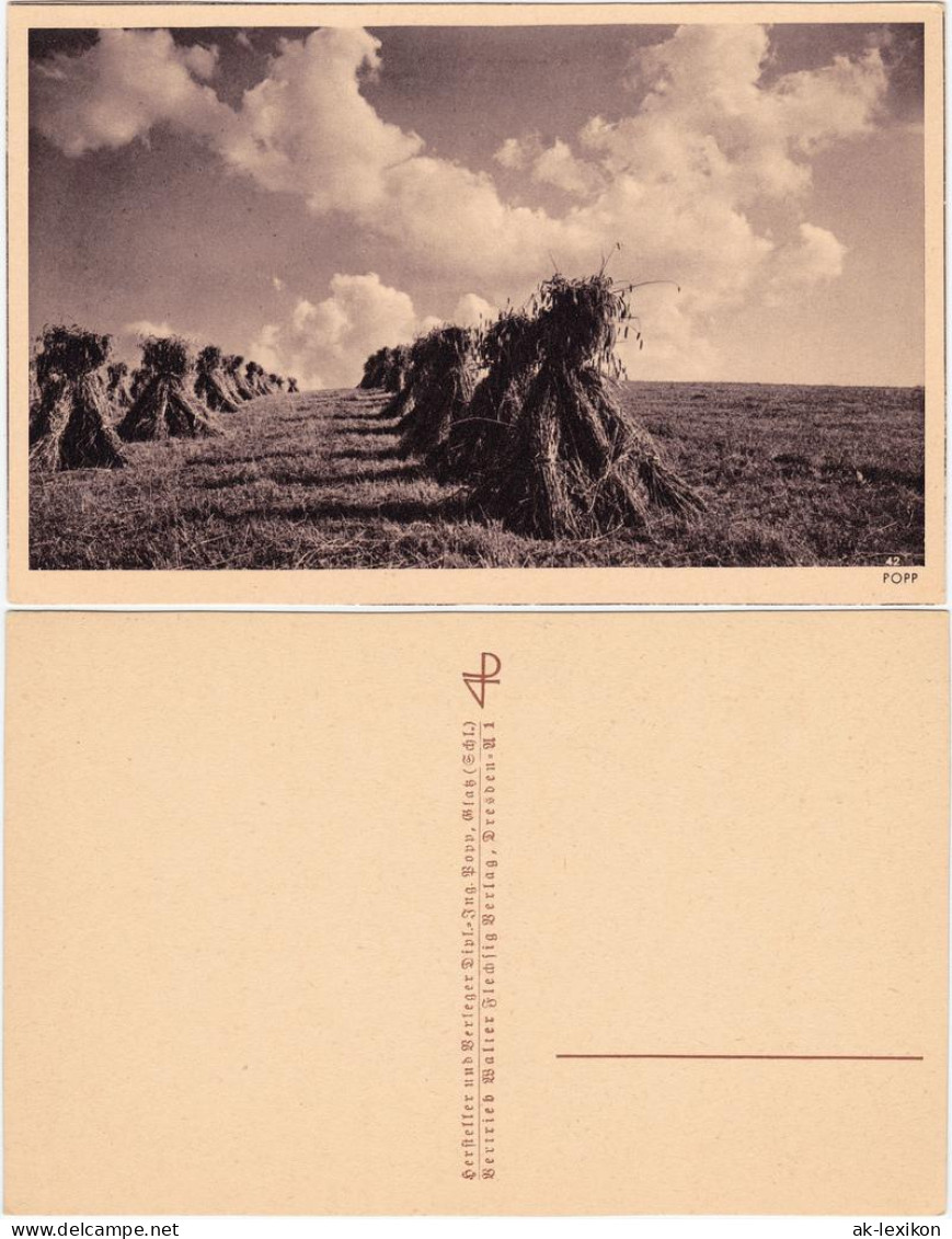 Ansichtskarte  Geerntetes Feld Getreidebündel 1927 - Landbouwers