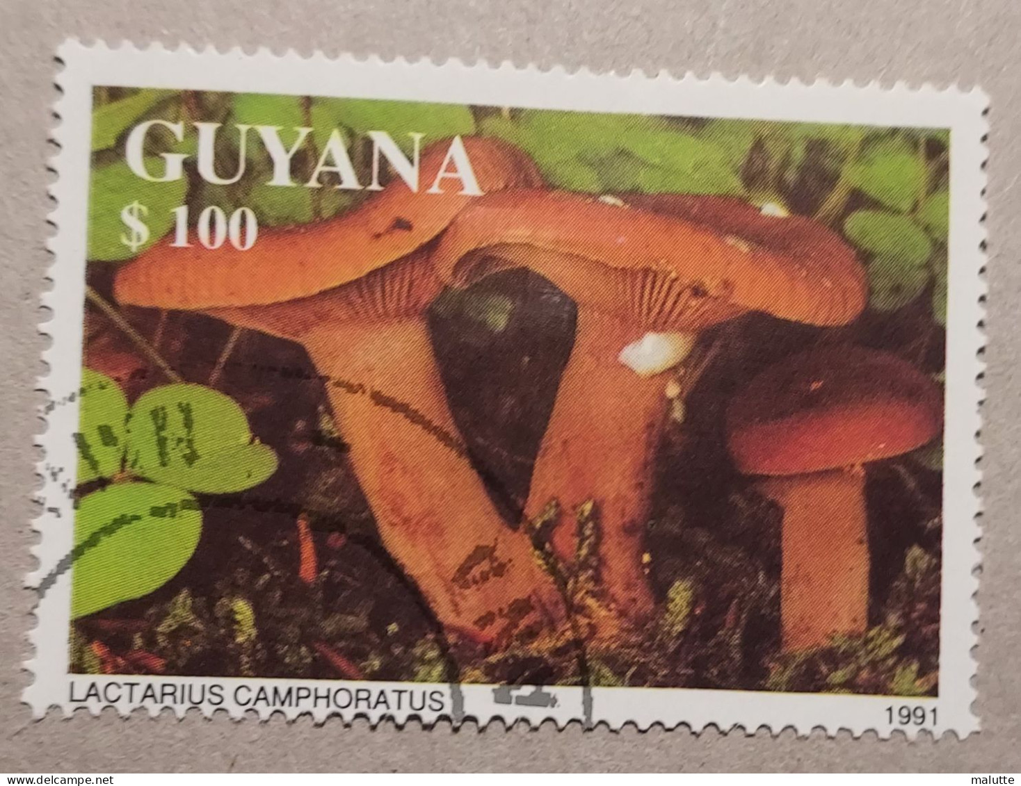 Guyane Timbre Champignon Oblitéré - Guyane (1966-...)