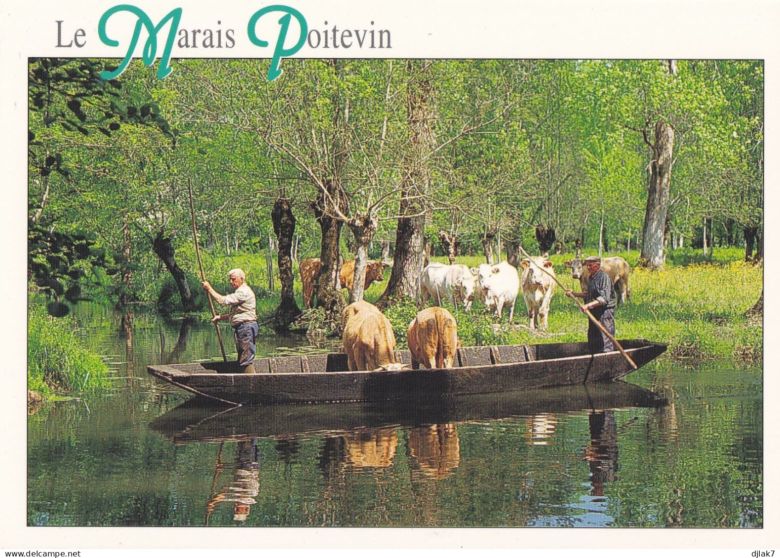 79 Le Marais Poitevin Transport De Vaches En Barque - Sonstige & Ohne Zuordnung