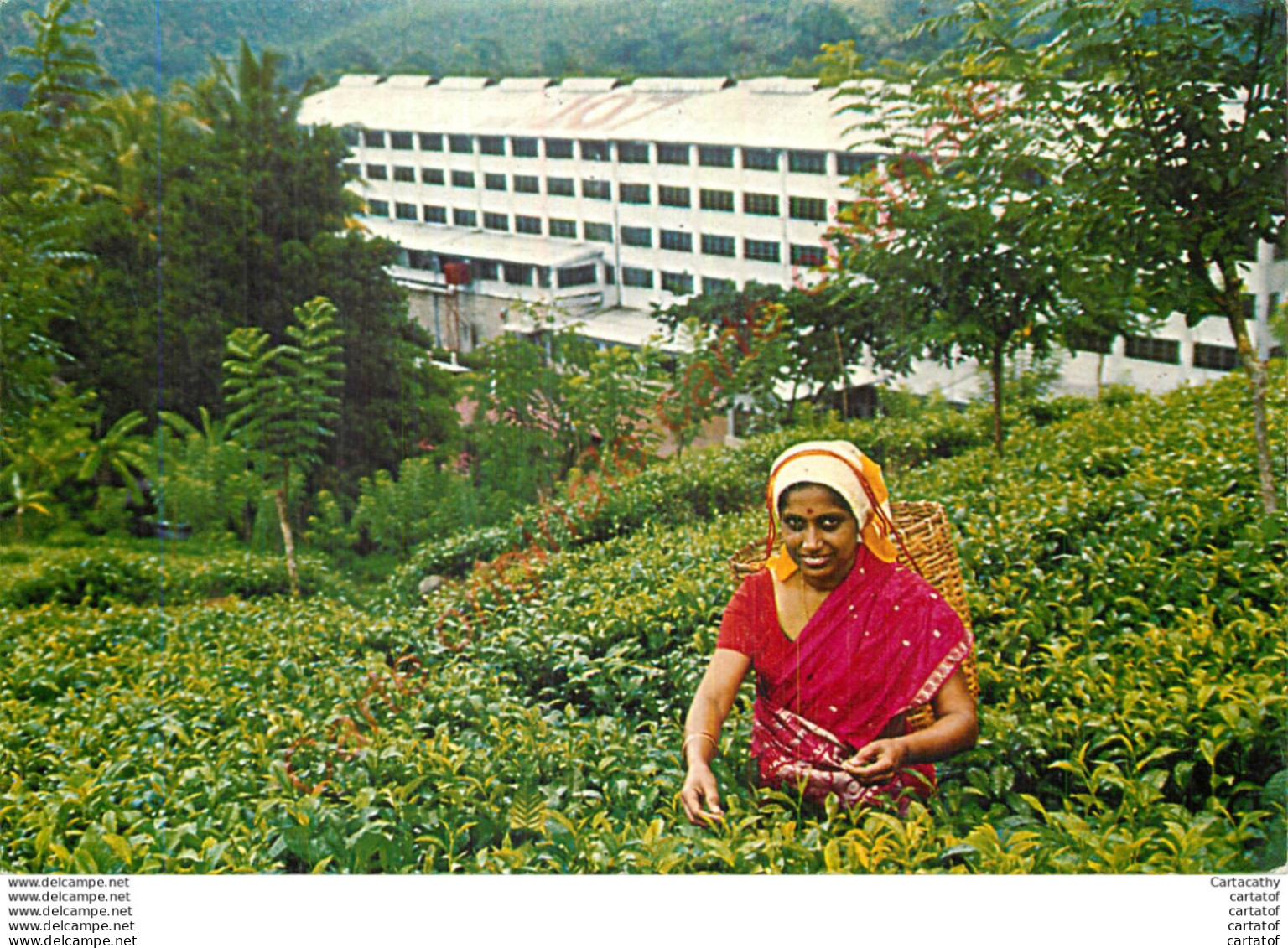 Greetings From SRI LANKA .  Tea Plucker At Work . Cueillette Du Thé ... - Sri Lanka (Ceylon)